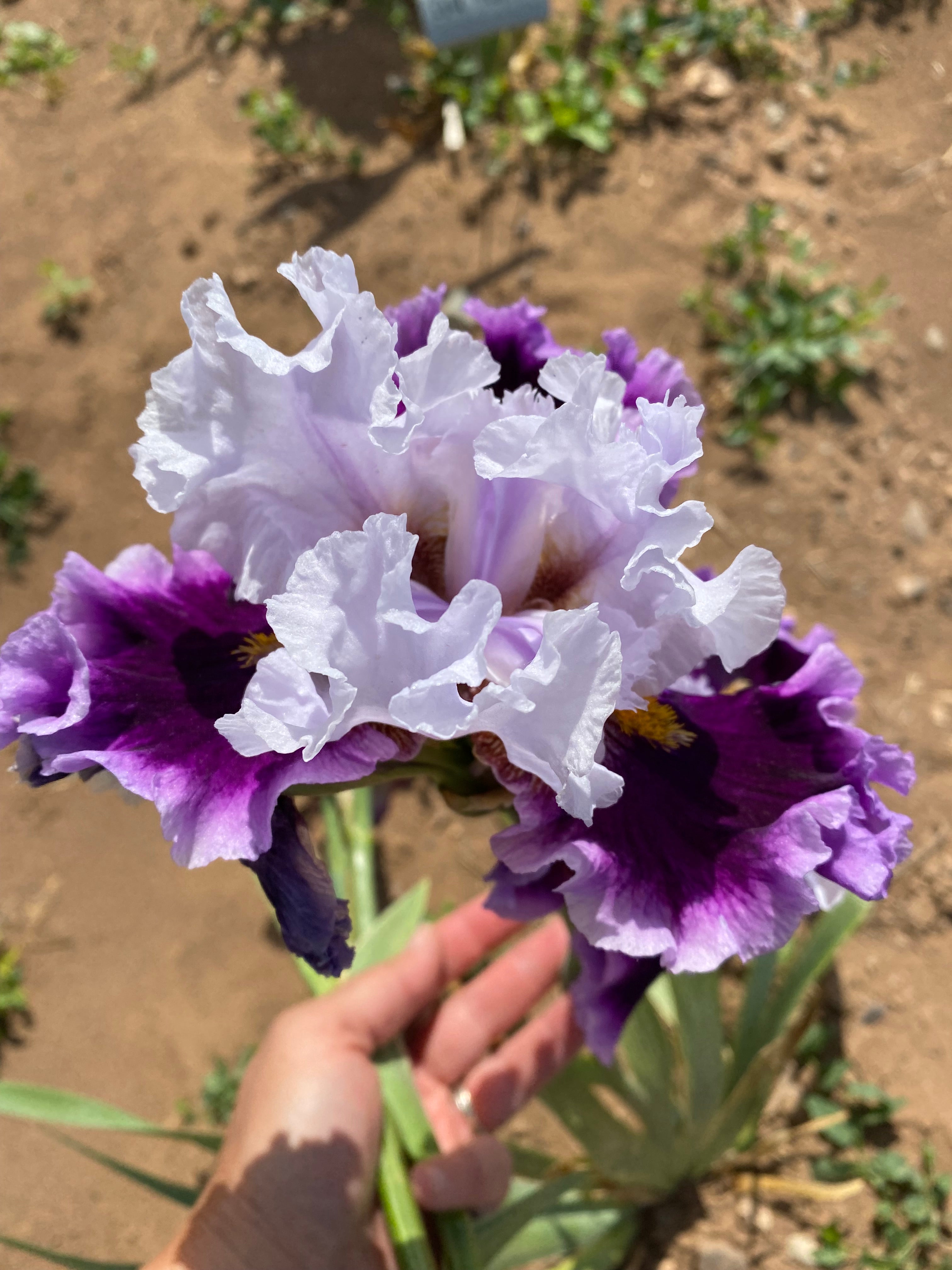 Veronica Ivette – Ripple Effect Iris Farm