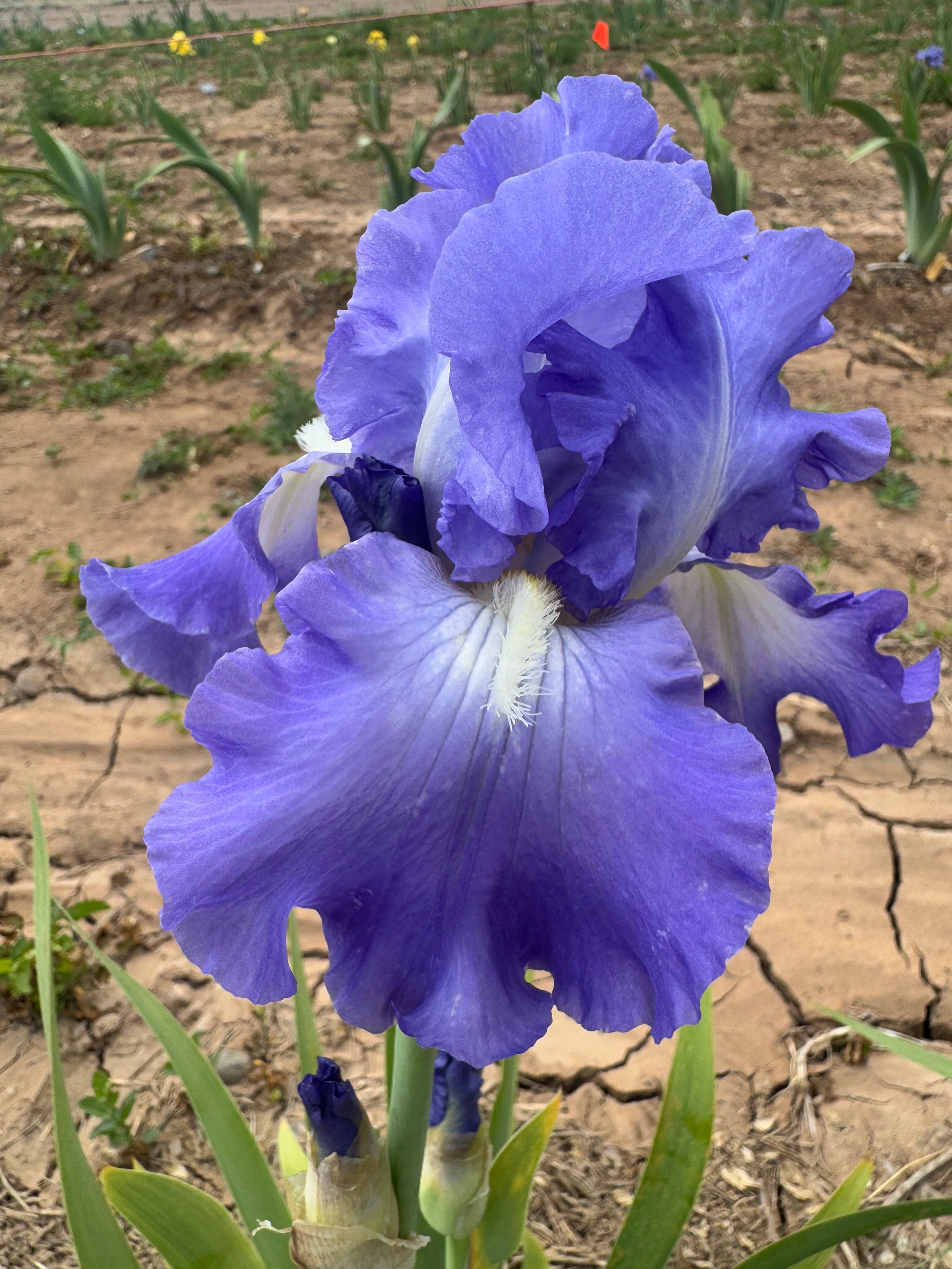 Victoria Falls – Ripple Effect Iris Farm