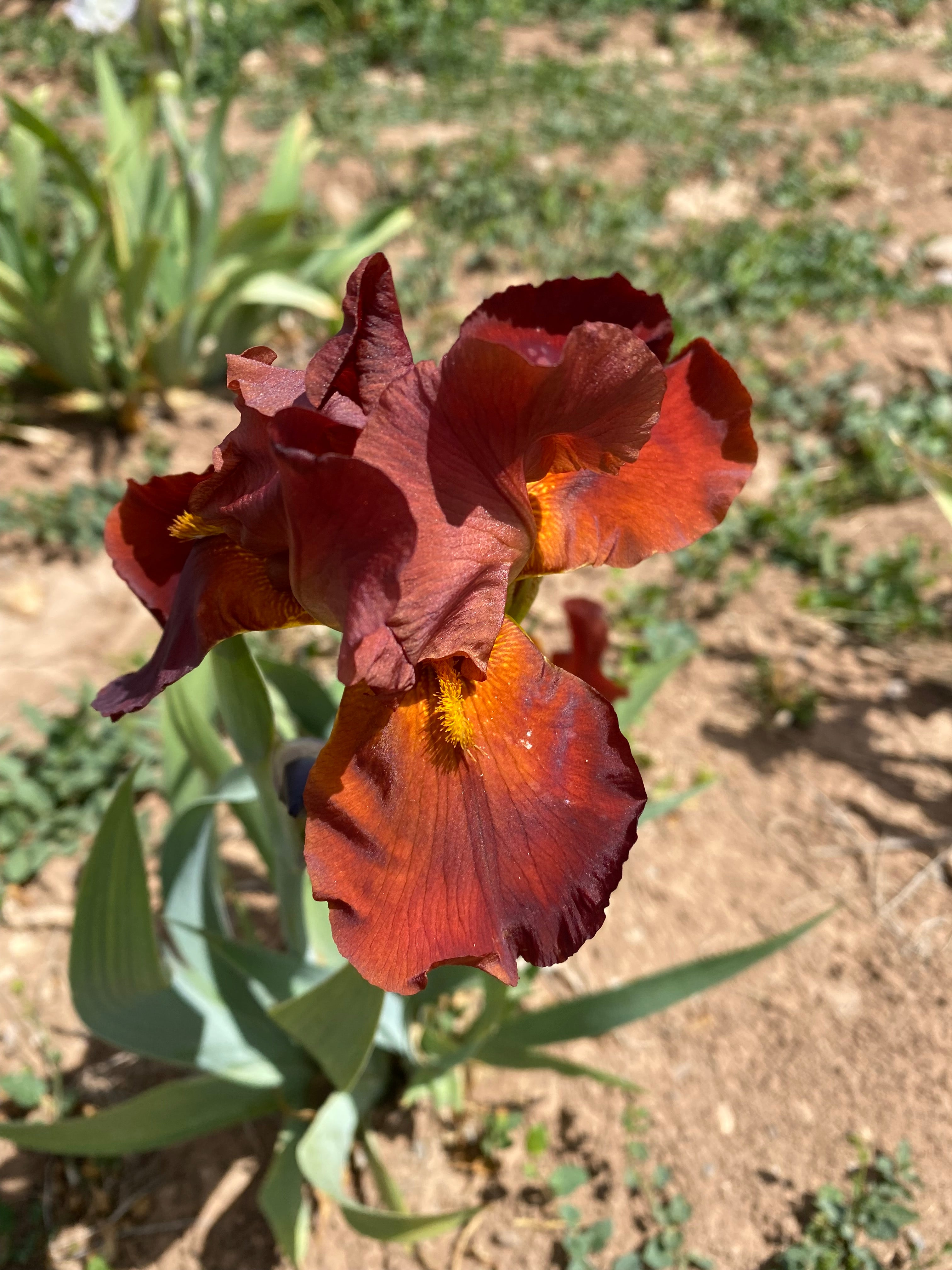 Vita Fire – Ripple Effect Iris Farm