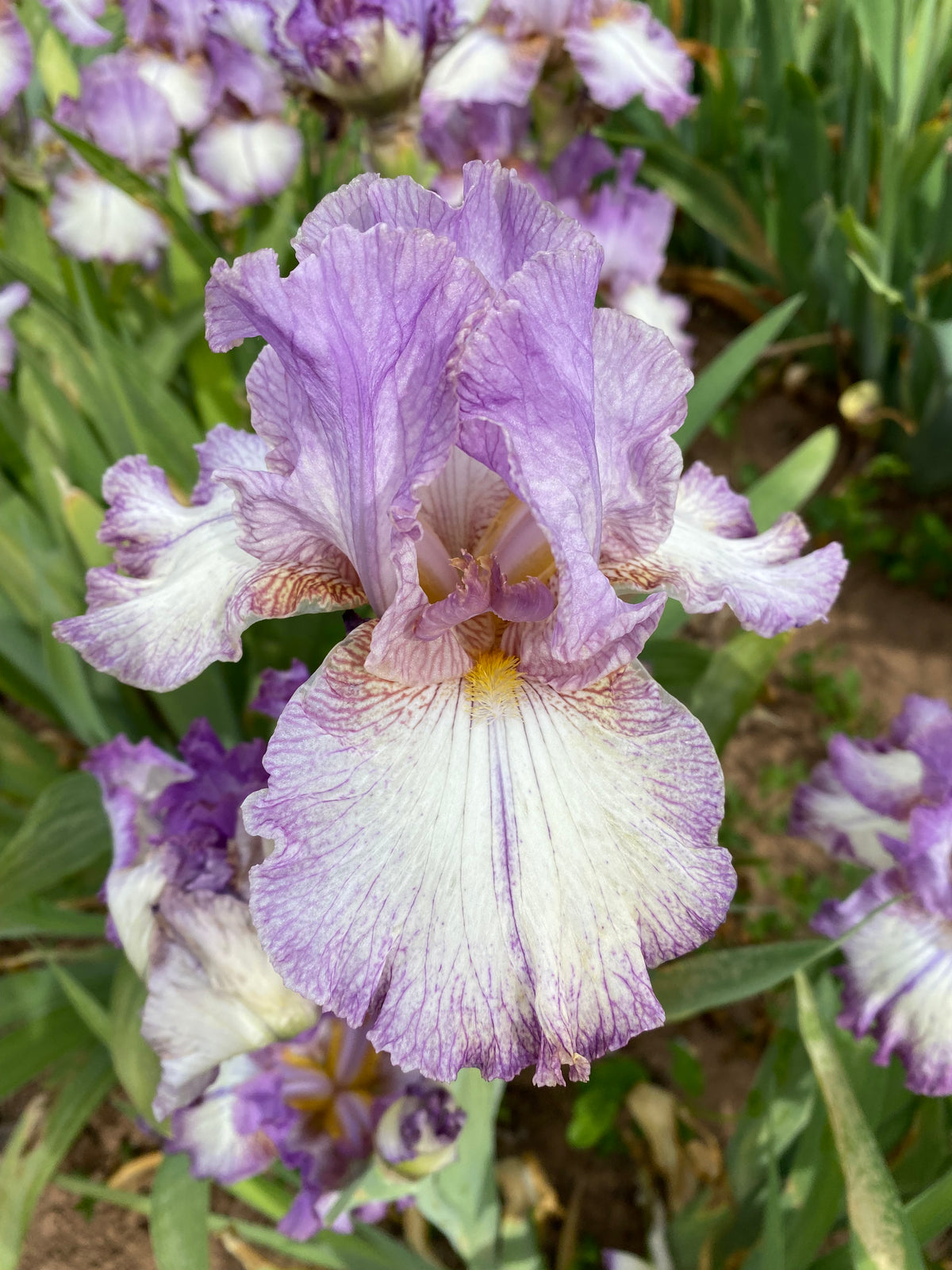 Dot Ripple Zippity Dot Dot – Ripple Effect Iris Farm