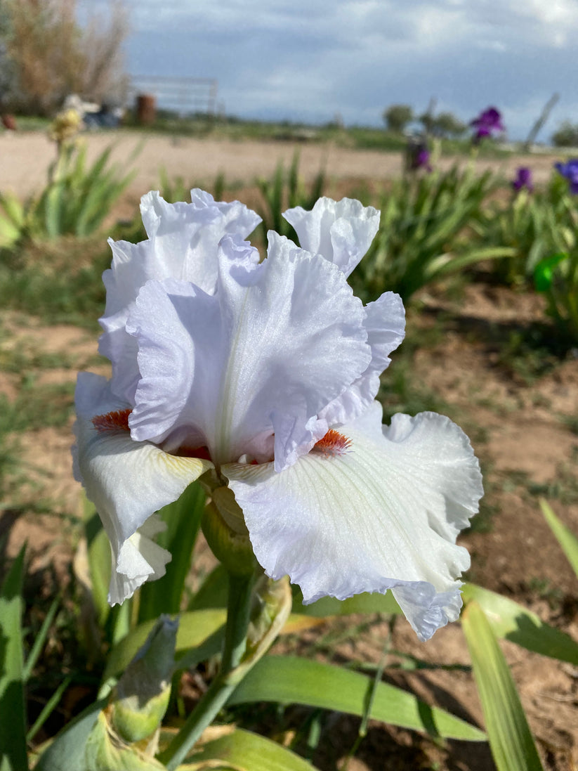 Arctic Fox – Ripple Effect Iris Farm