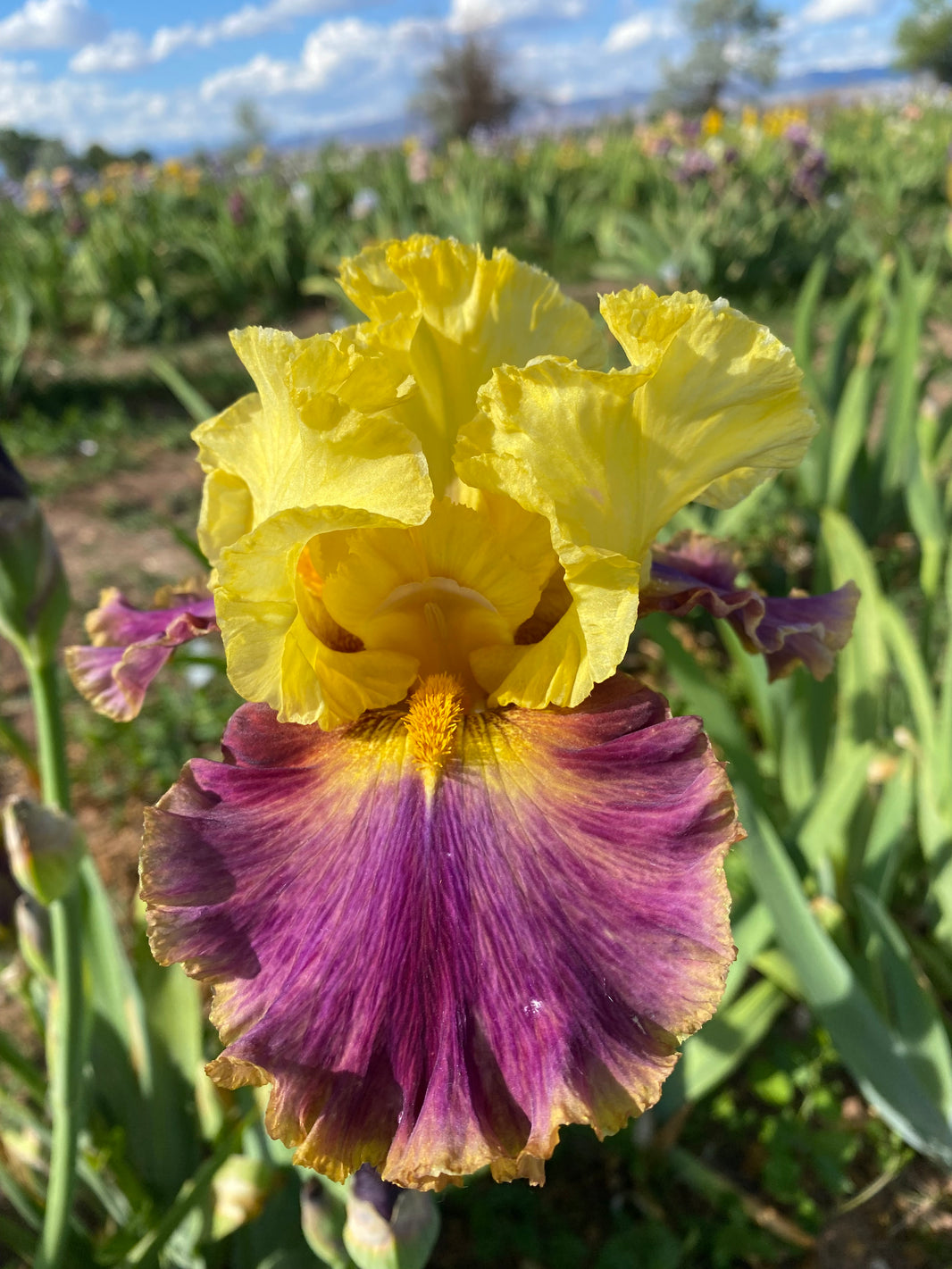 Products Ripple Effect Iris Farm