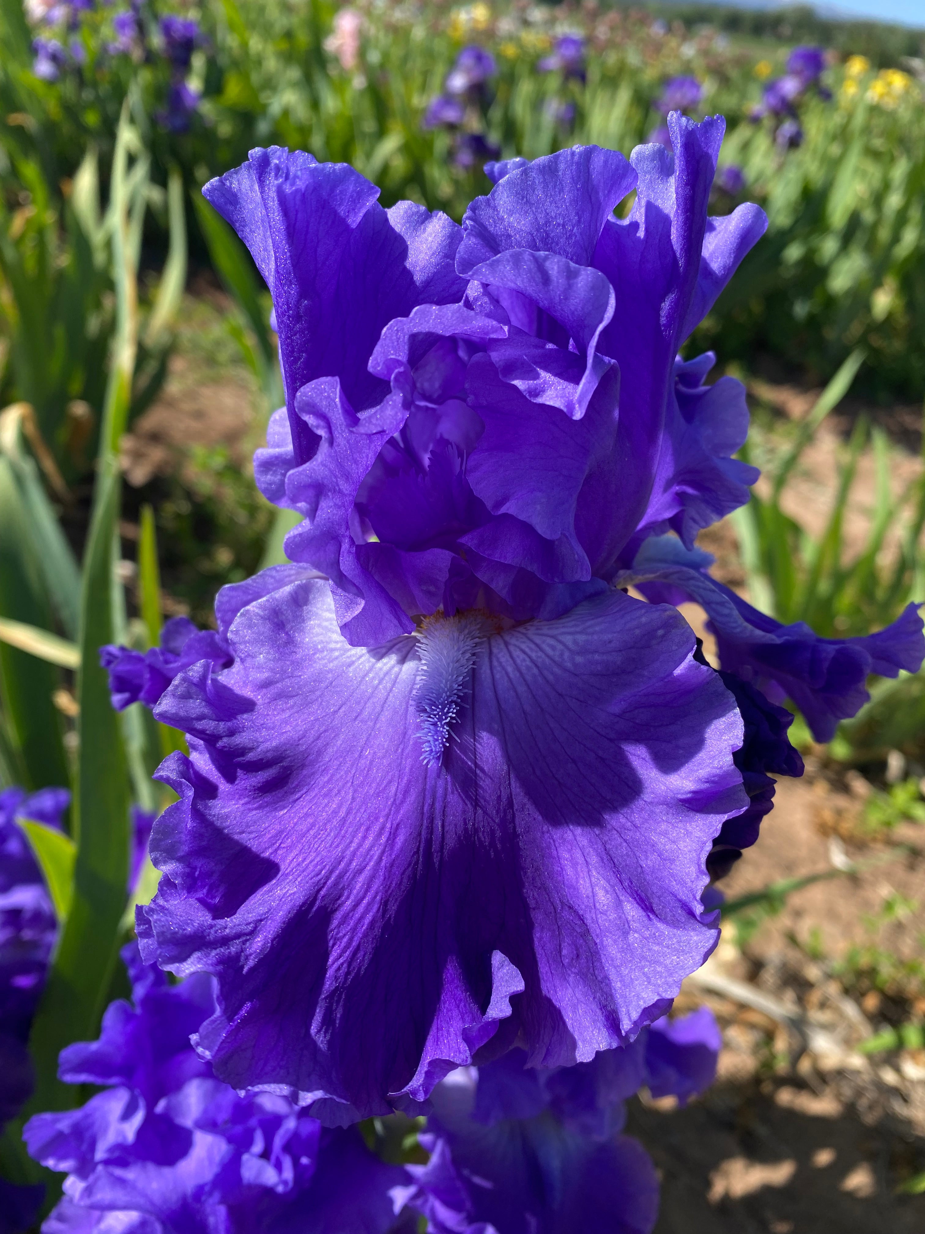 Autumn Thunder – Ripple Effect Iris Farm