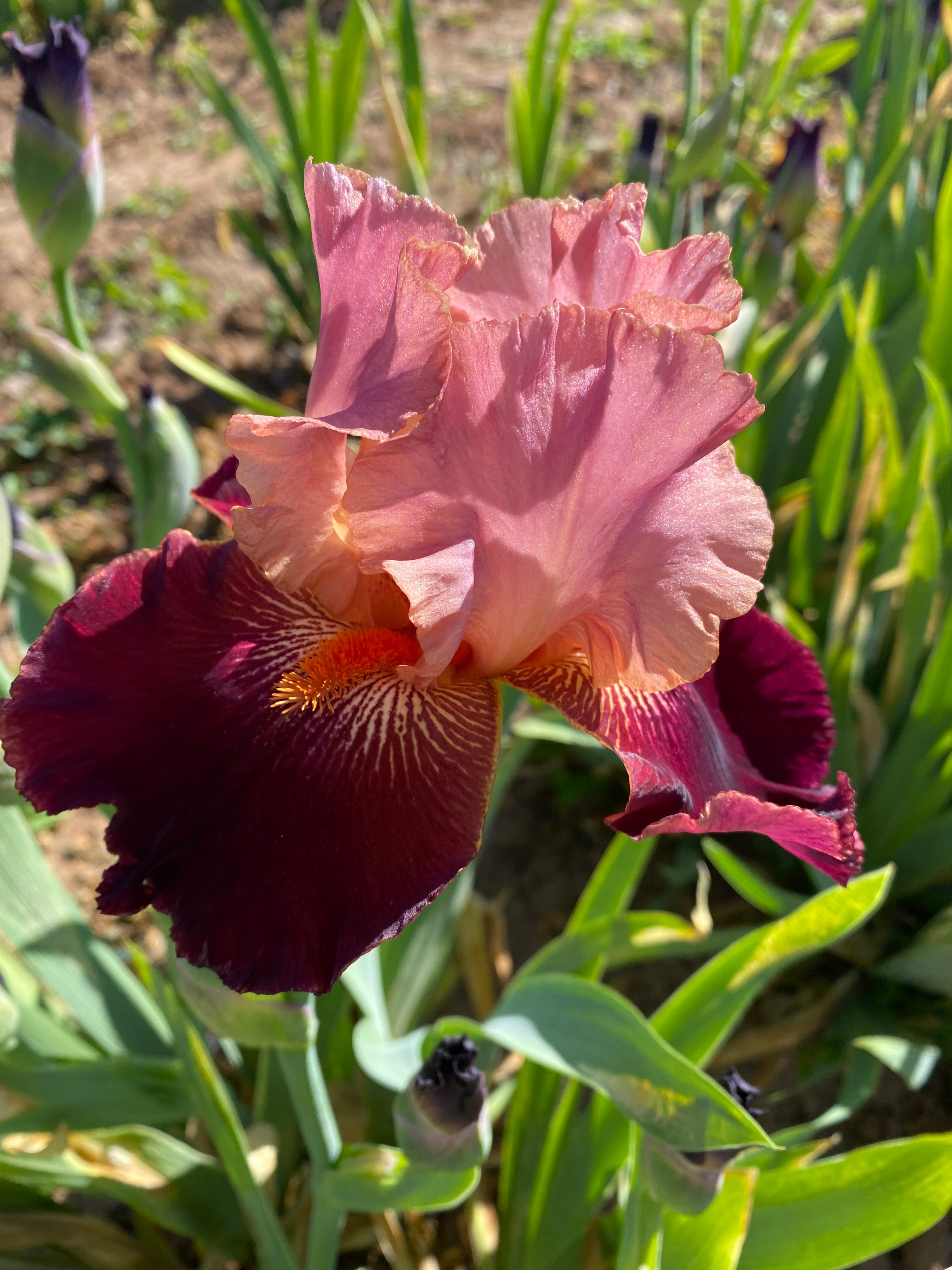 Backdraft – Ripple Effect Iris Farm