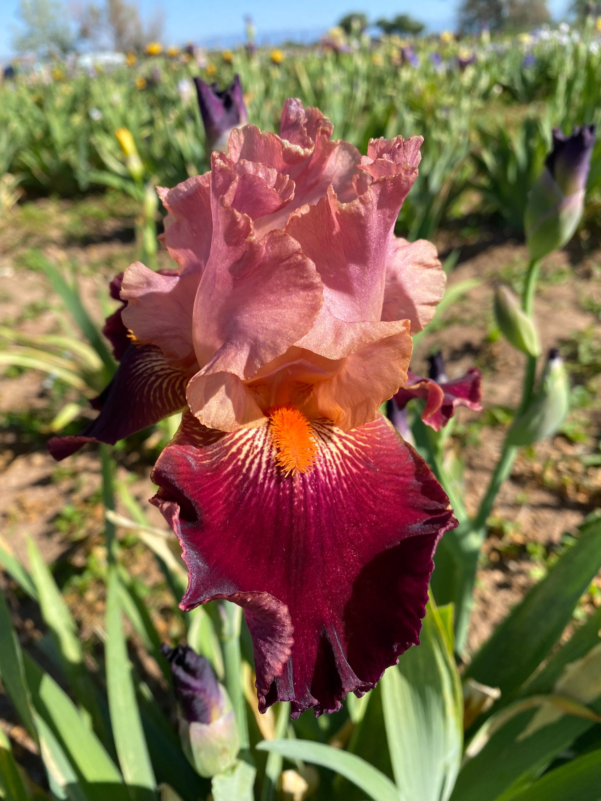 Backdraft – Ripple Effect Iris Farm