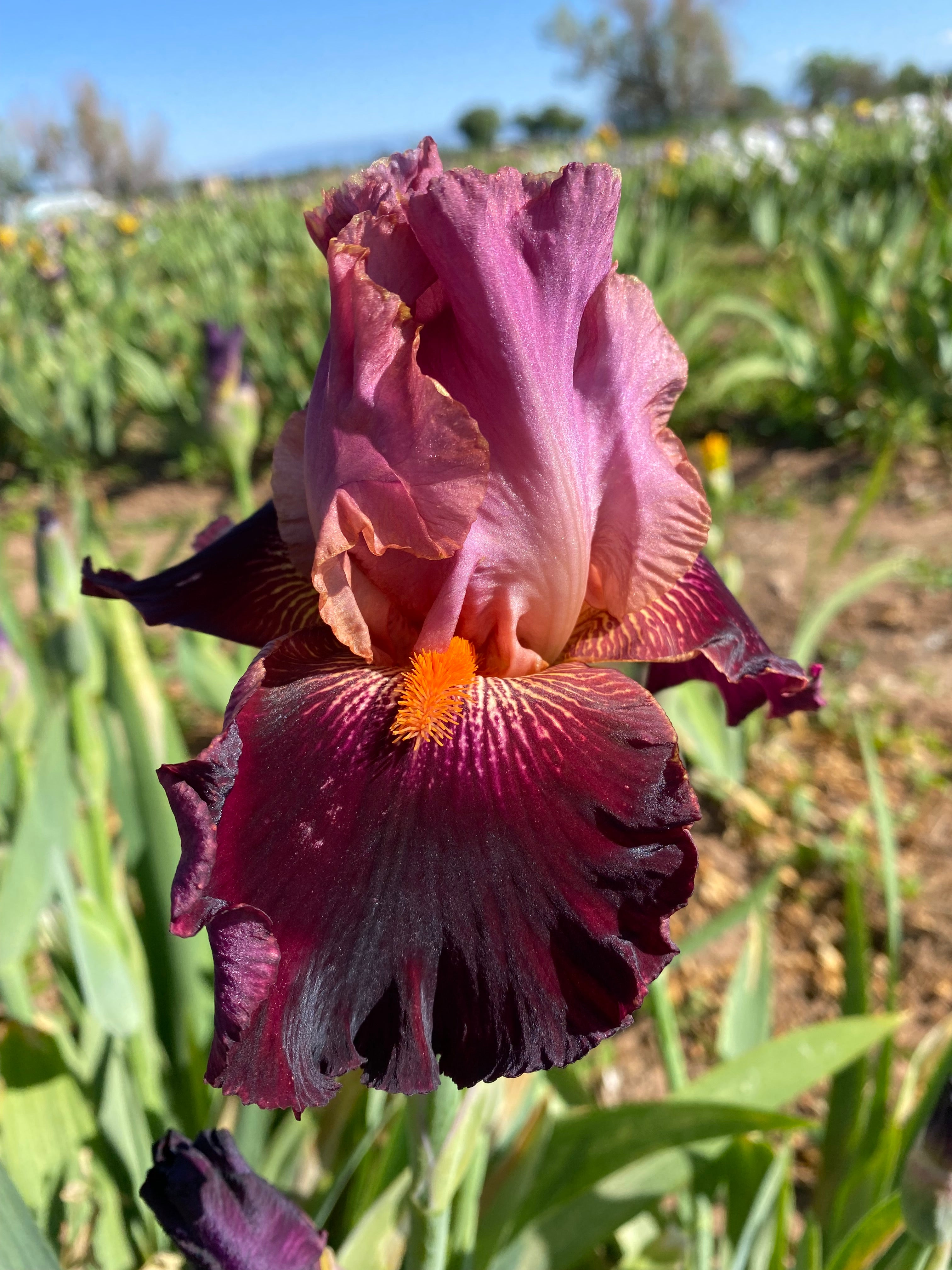Backdraft – Ripple Effect Iris Farm