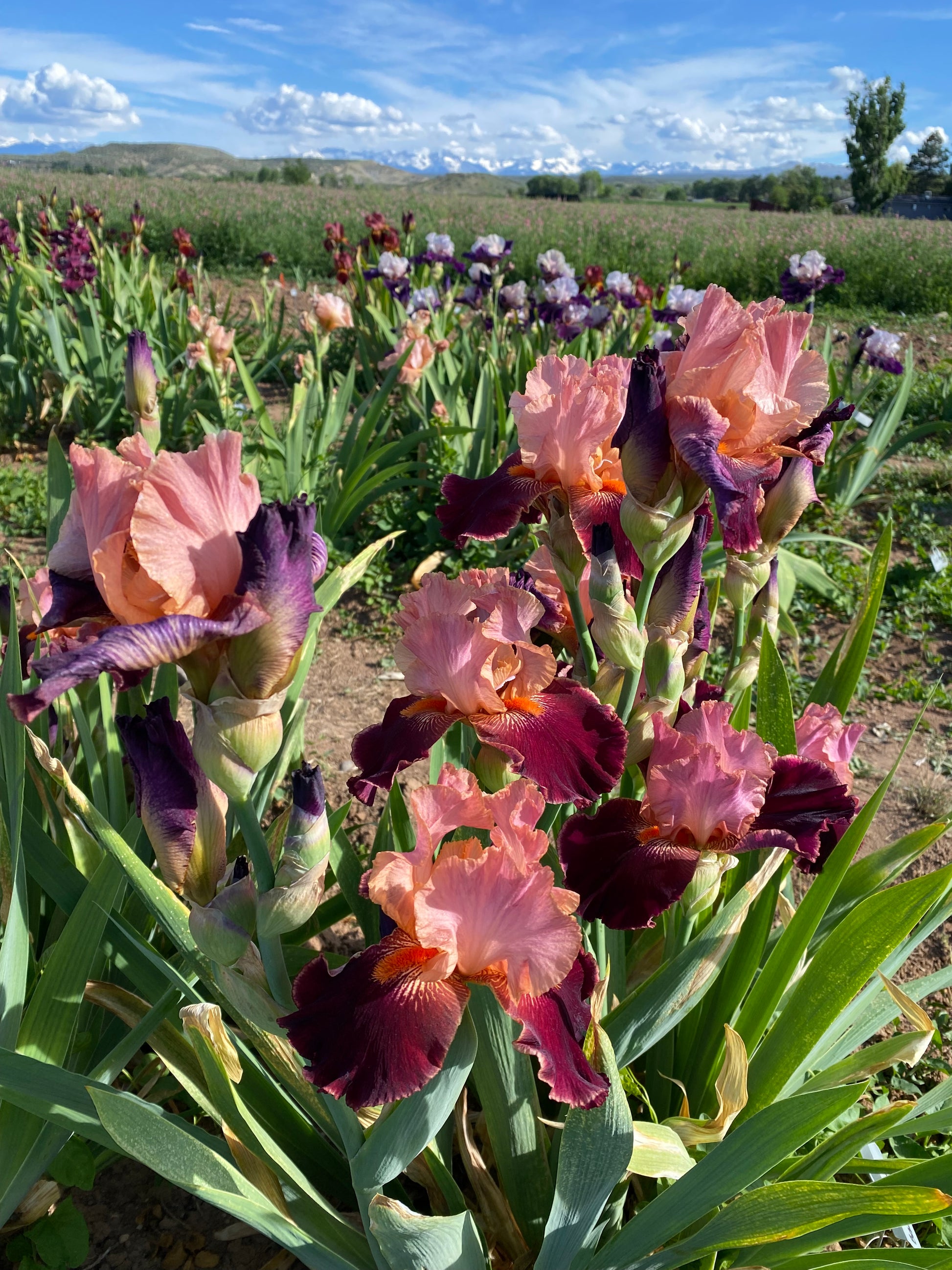 Backdraft – Ripple Effect Iris Farm