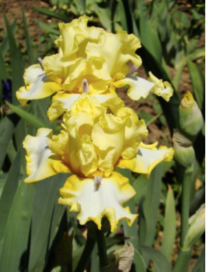 Batter Up – Ripple Effect Iris Farm
