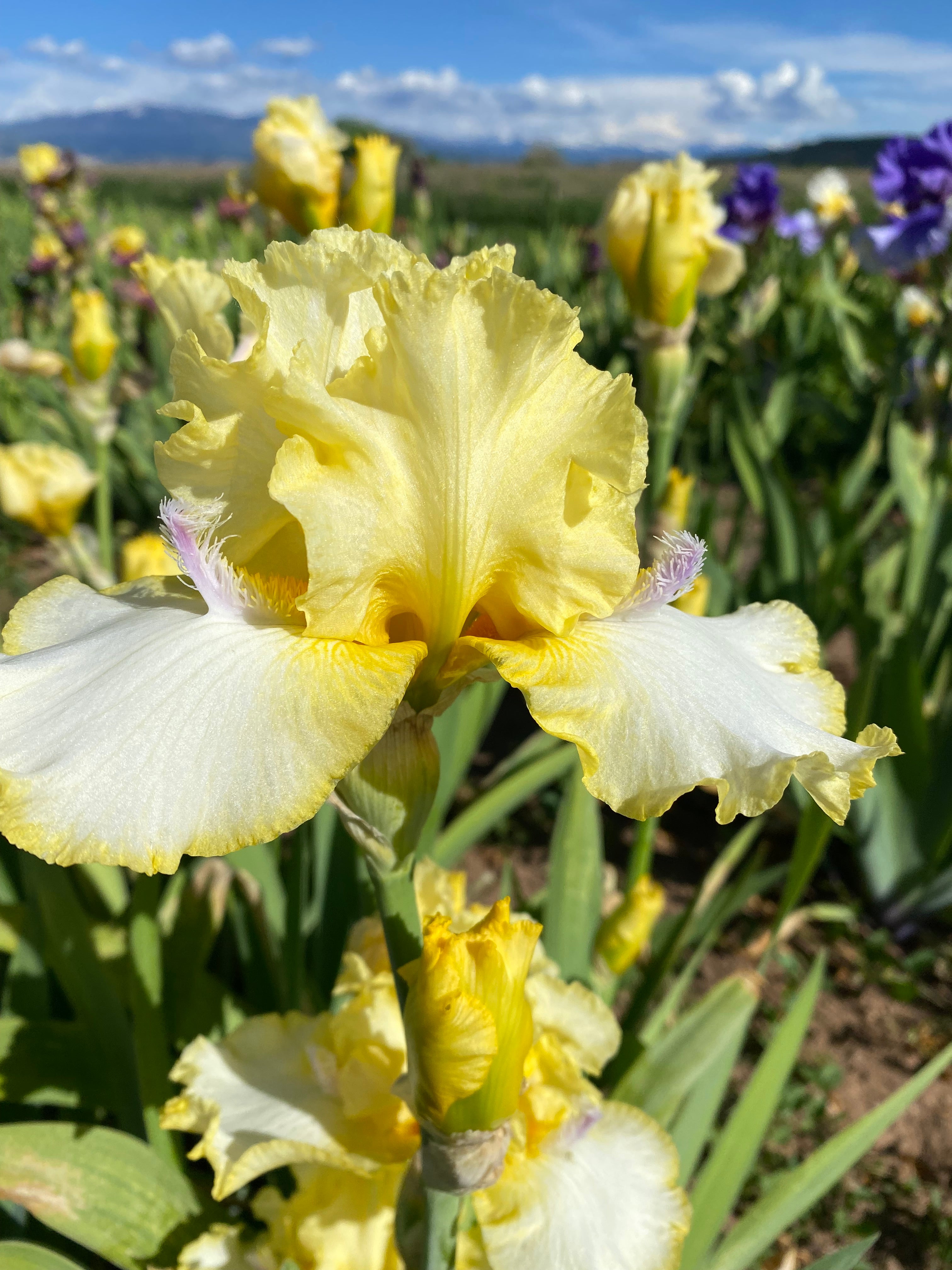 Batter Up – Ripple Effect Iris Farm