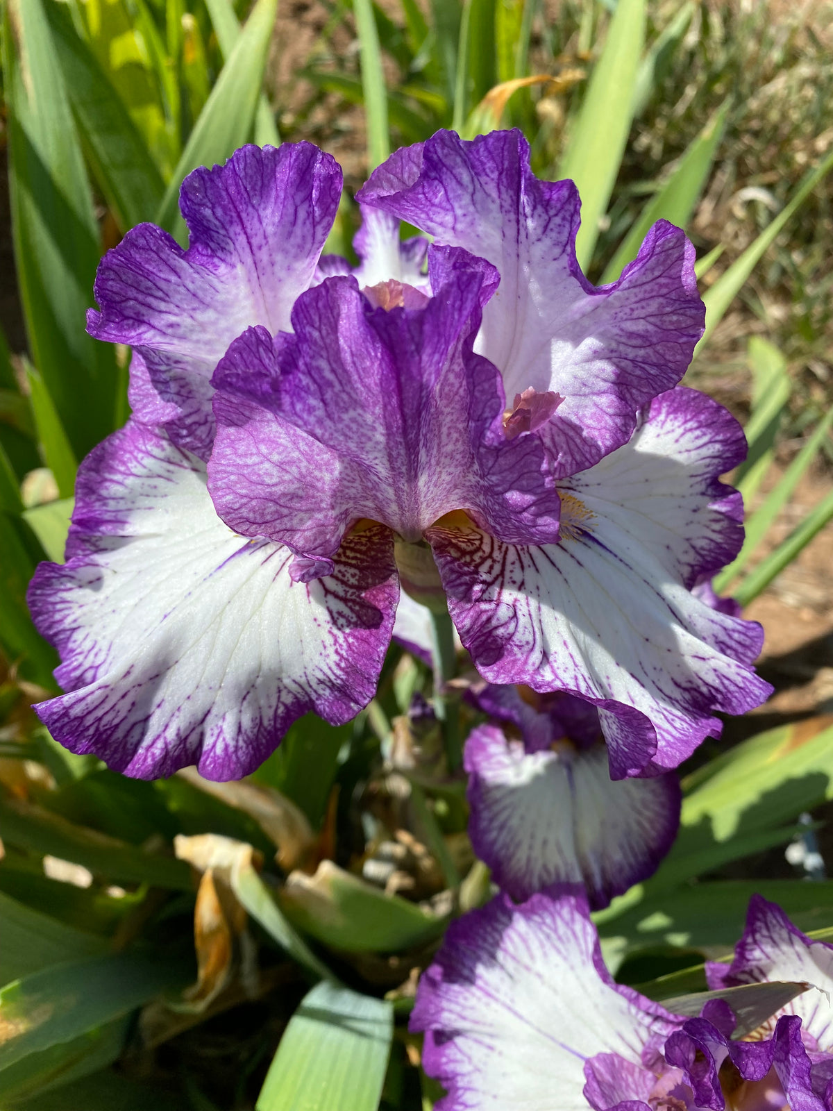 Base Berry Ripple Pear Berry Ripple – Ripple Effect Iris Farm