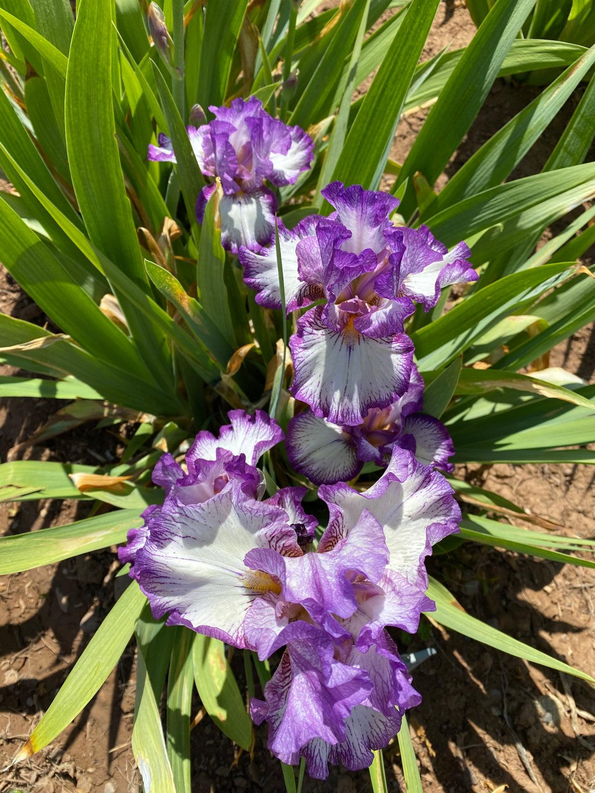 Base Berry Ripple Pear Berry Ripple – Ripple Effect Iris Farm