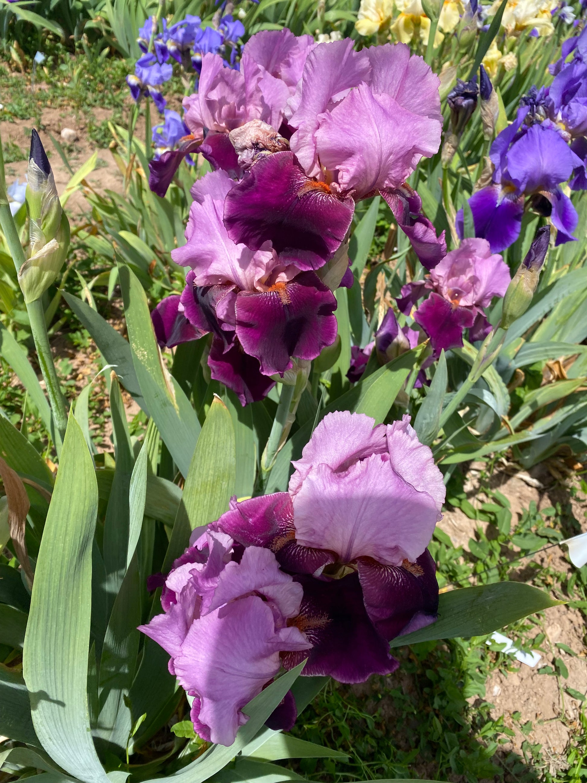 Camelot Rose – Ripple Effect Iris Farm