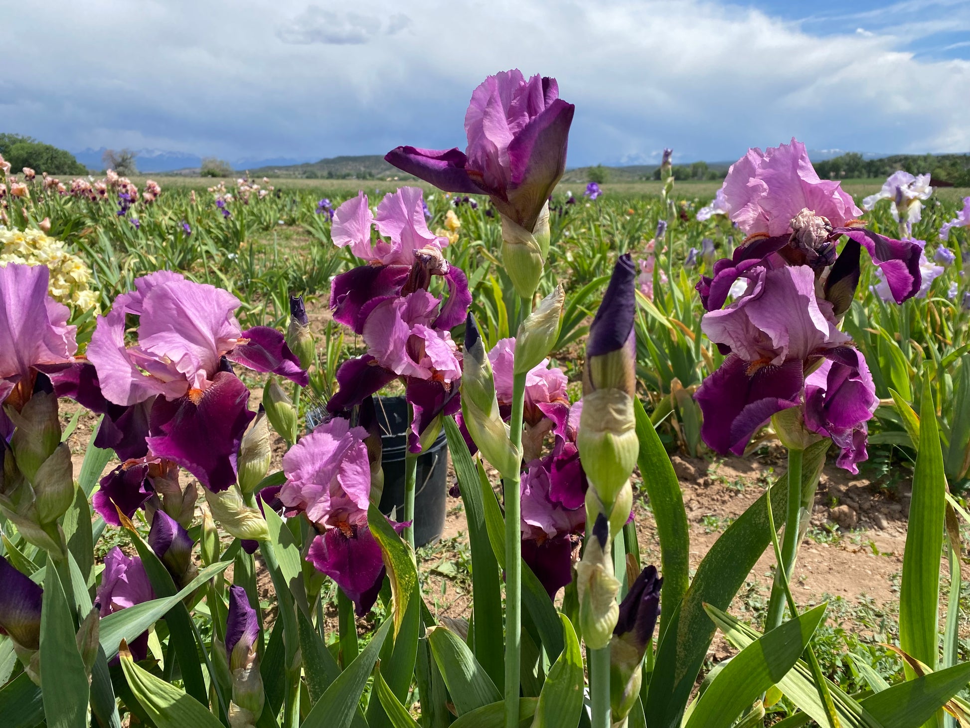 Camelot Rose – Ripple Effect Iris Farm