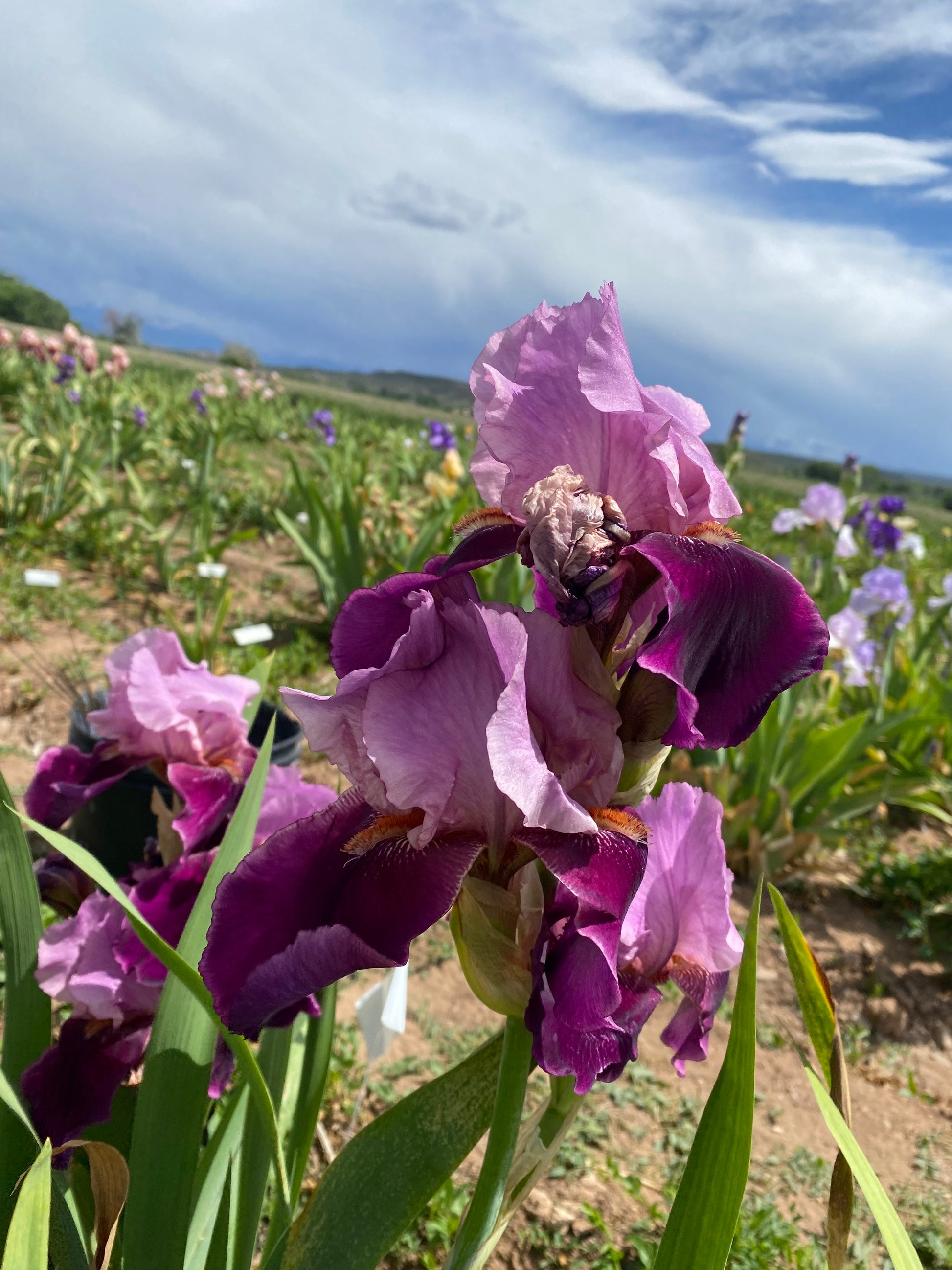 Camelot Rose – Ripple Effect Iris Farm