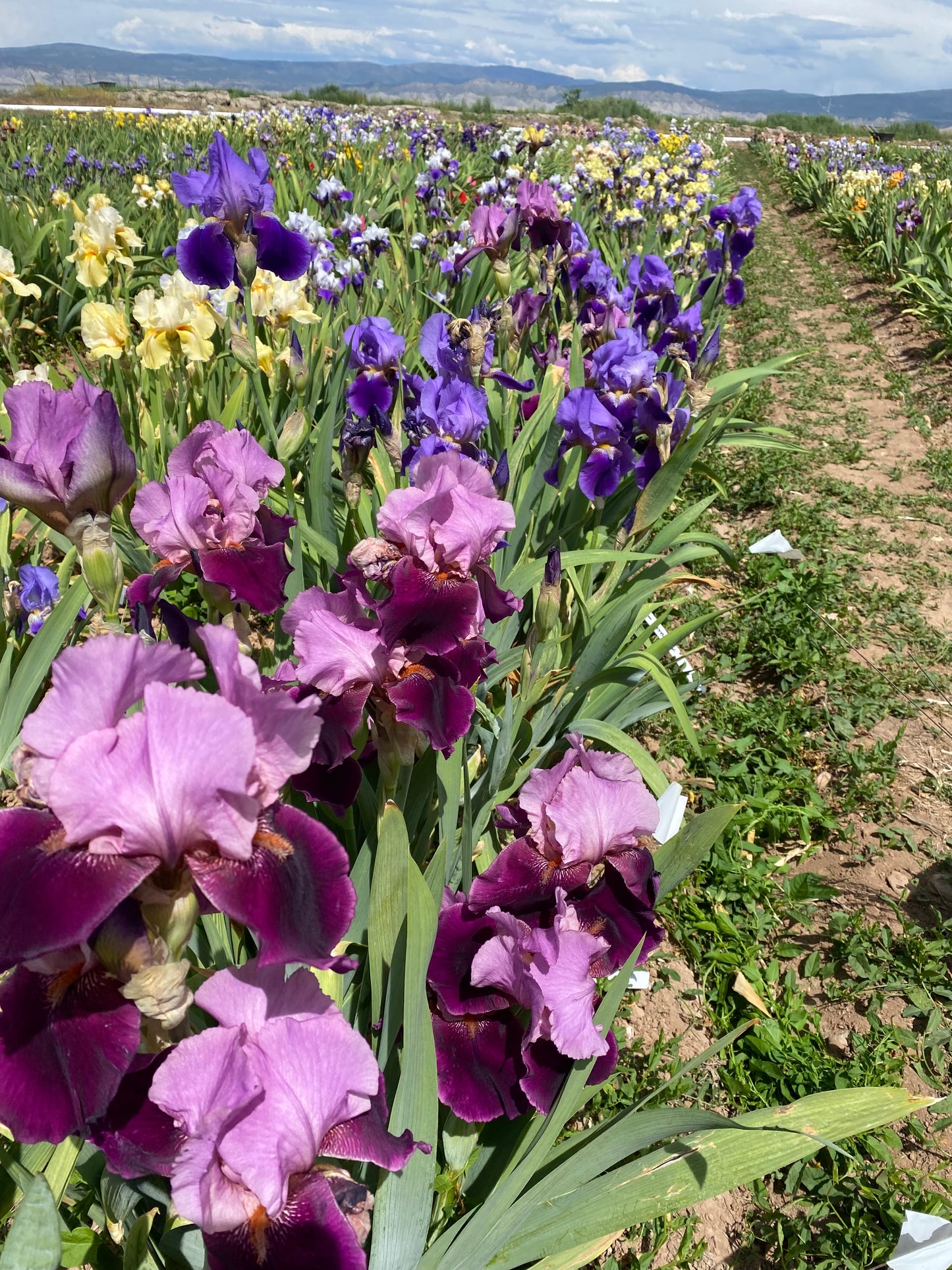 Camelot Rose – Ripple Effect Iris Farm