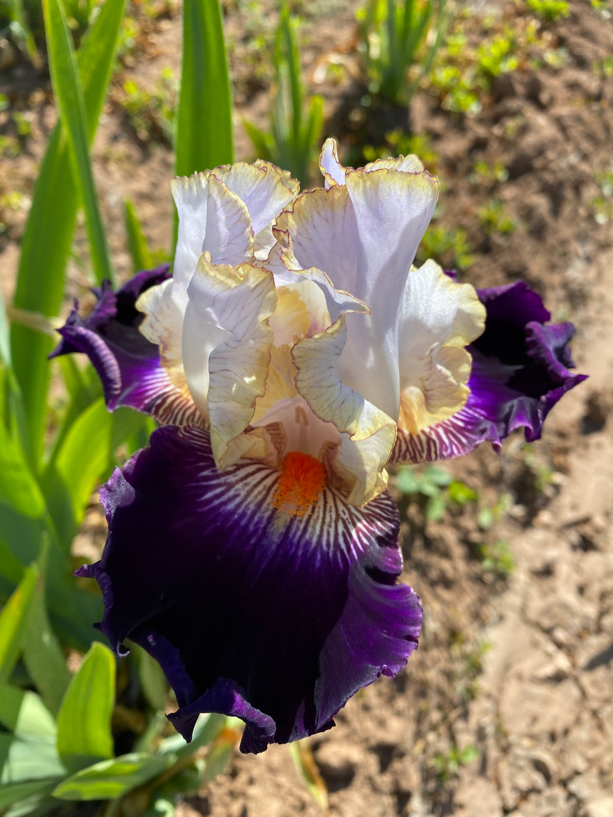 Chief Murmuring Ripple Chief Sooo Happy – Ripple Effect Iris Farm