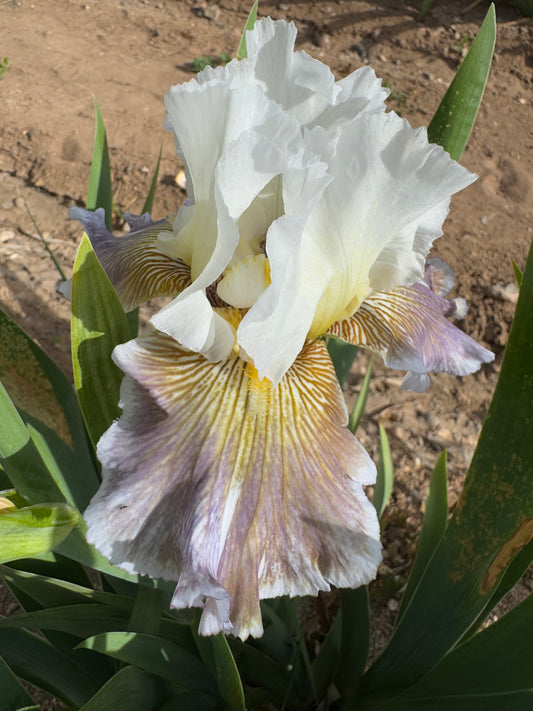 Ciel Gris Sur Poilly