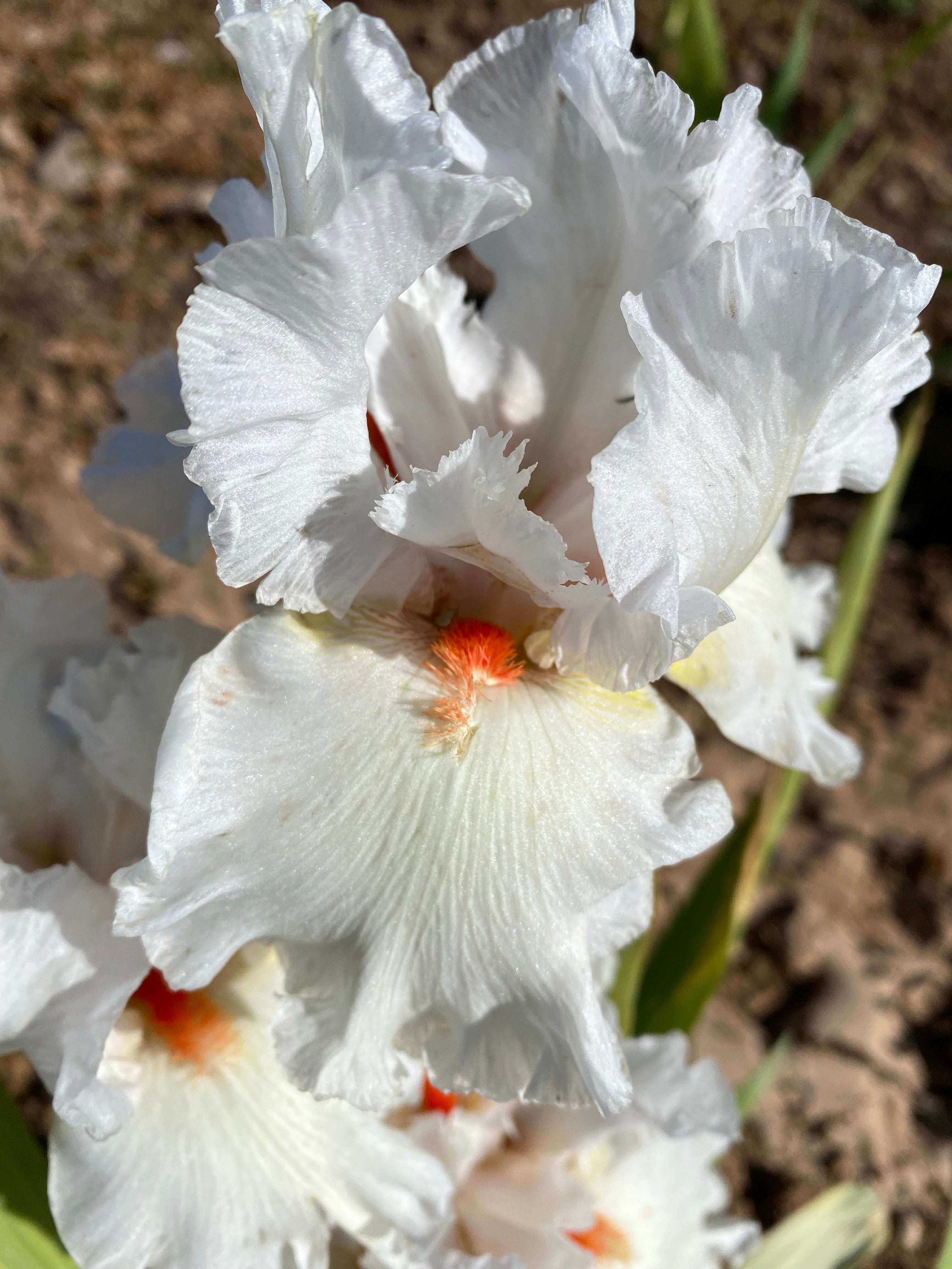 Cloud Fire – Ripple Effect Iris Farm
