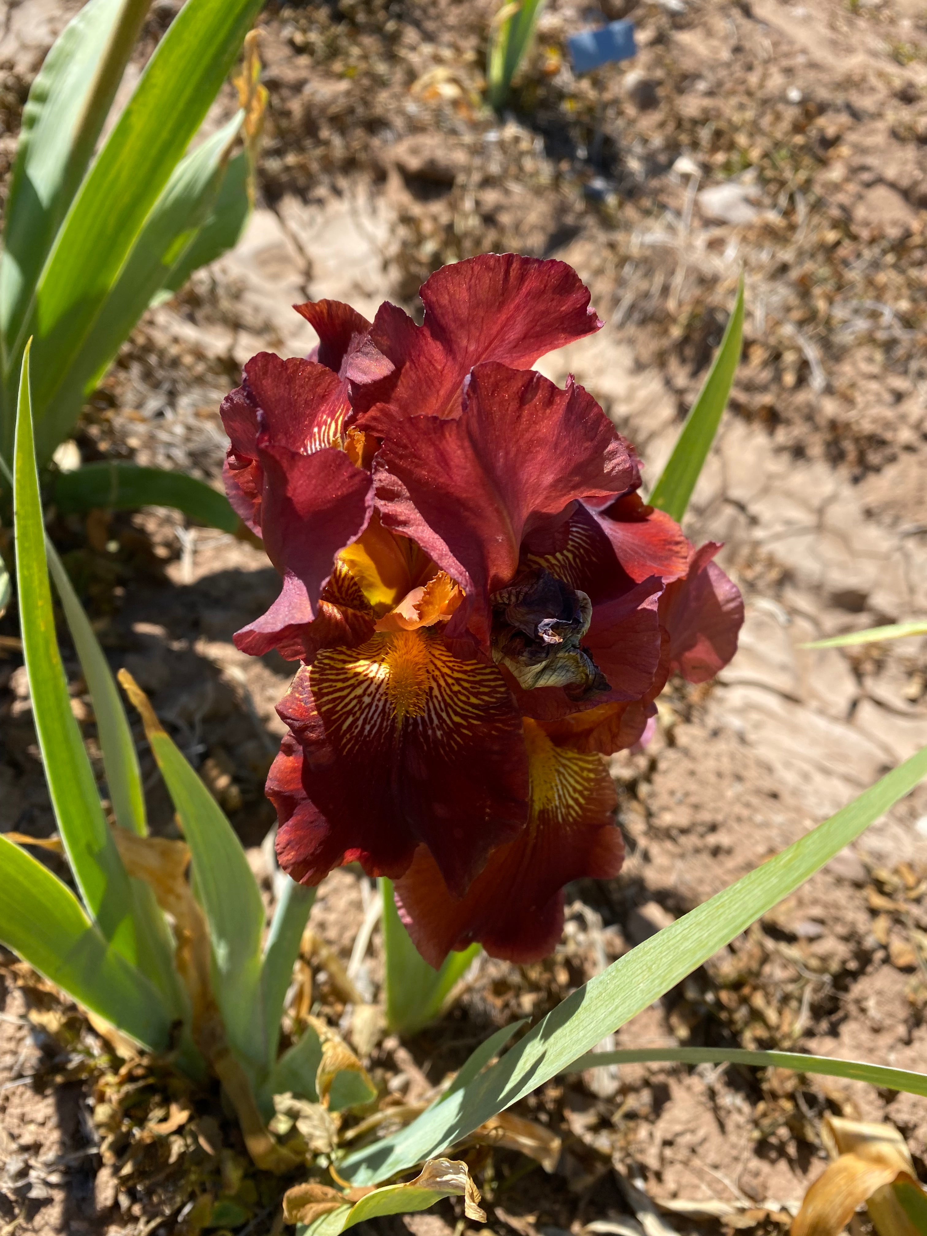 Noid 23.10 Red – Ripple Effect Iris Farm
