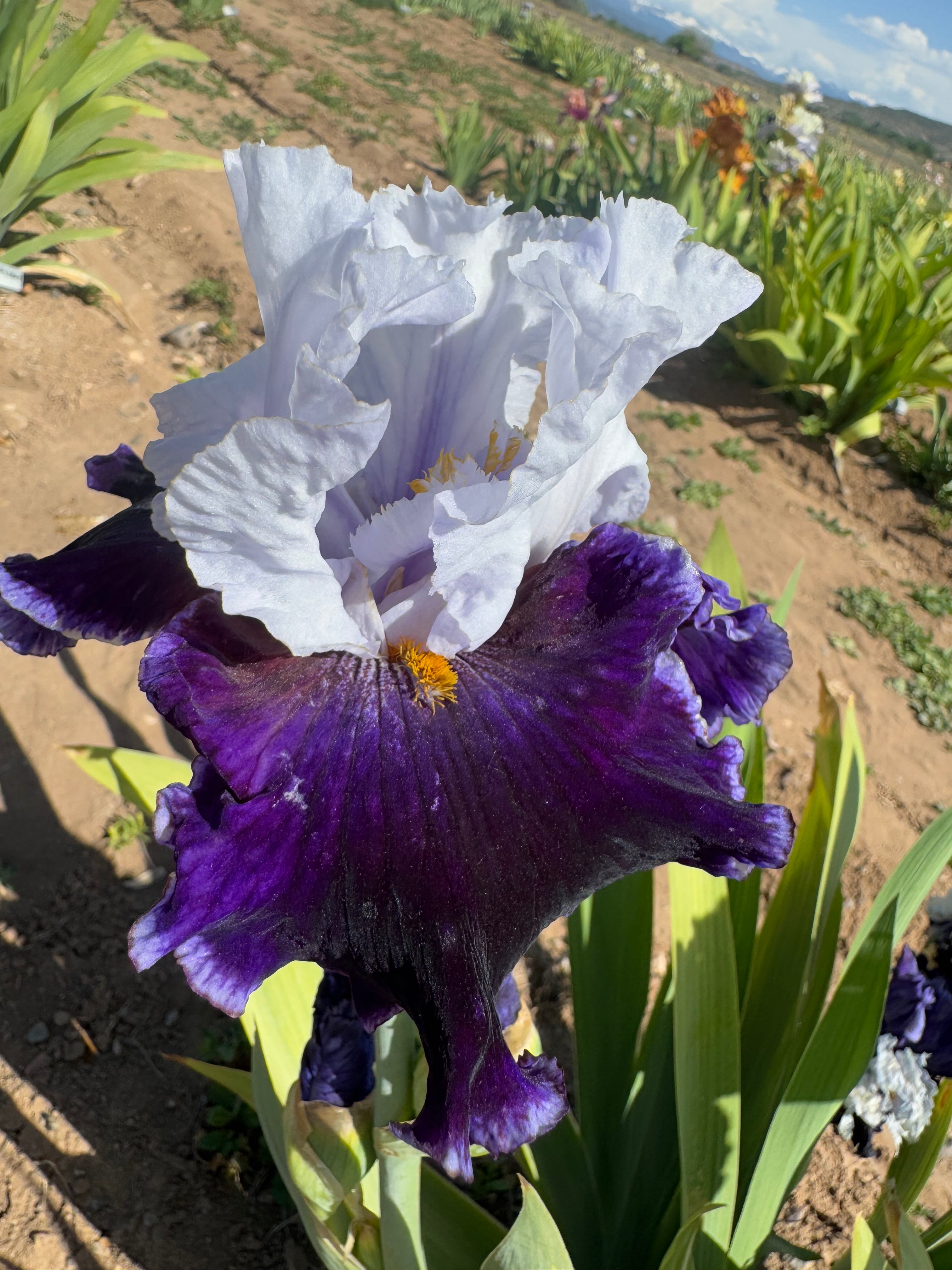 Coastal Blues – Ripple Effect Iris Farm