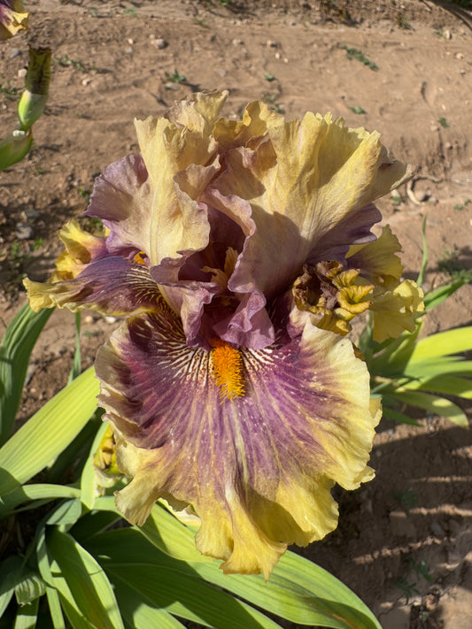 Creature of the Night