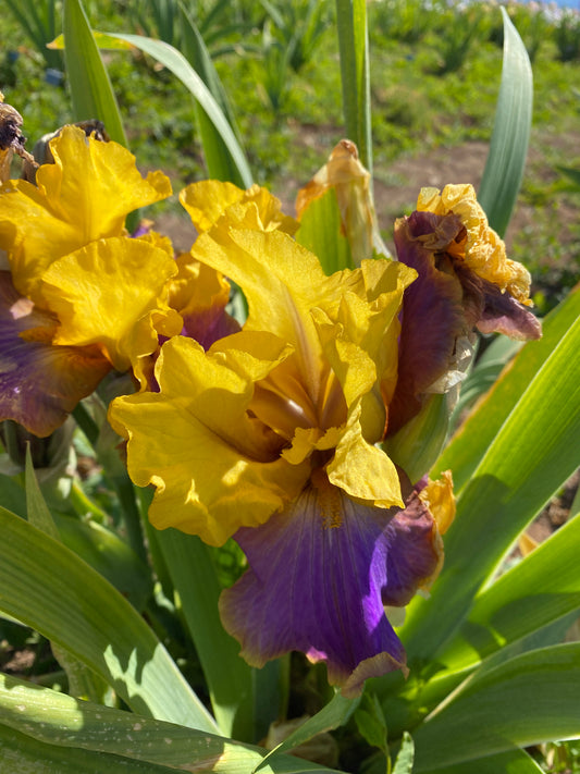 Crooked Little Smile