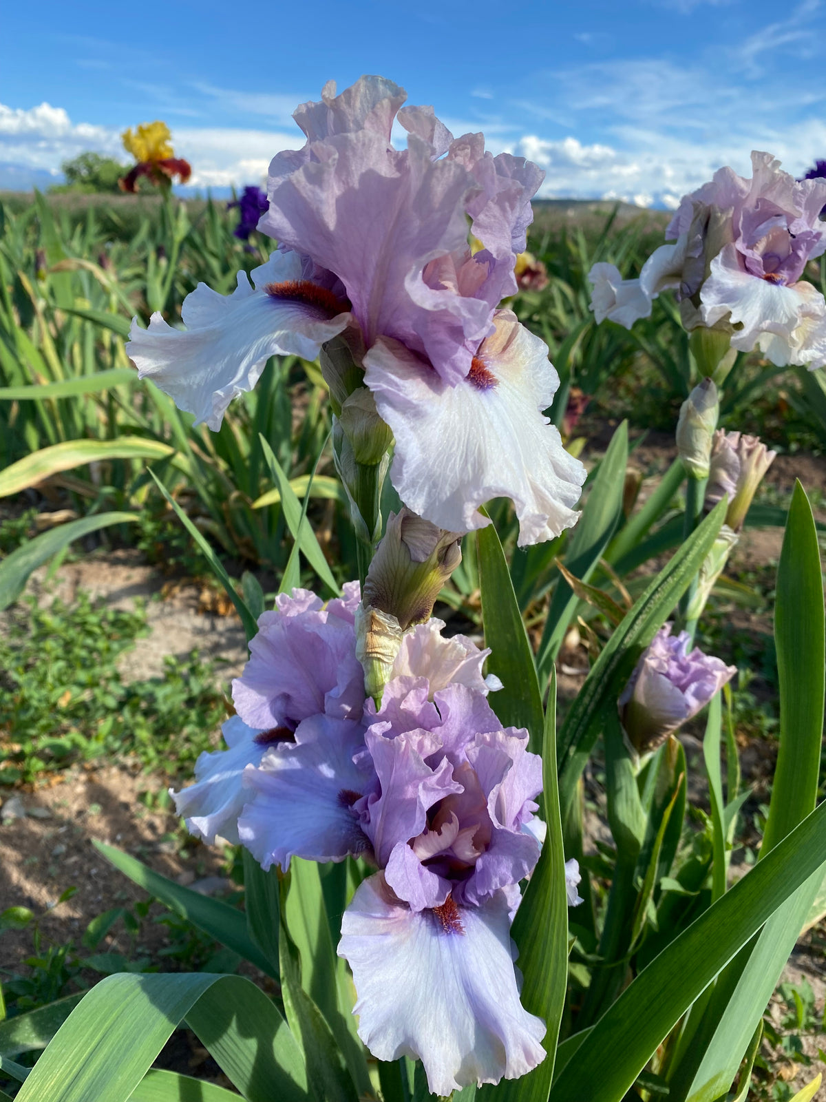 Ghostly Ripple Dancing Ghost – Ripple Effect Iris Farm