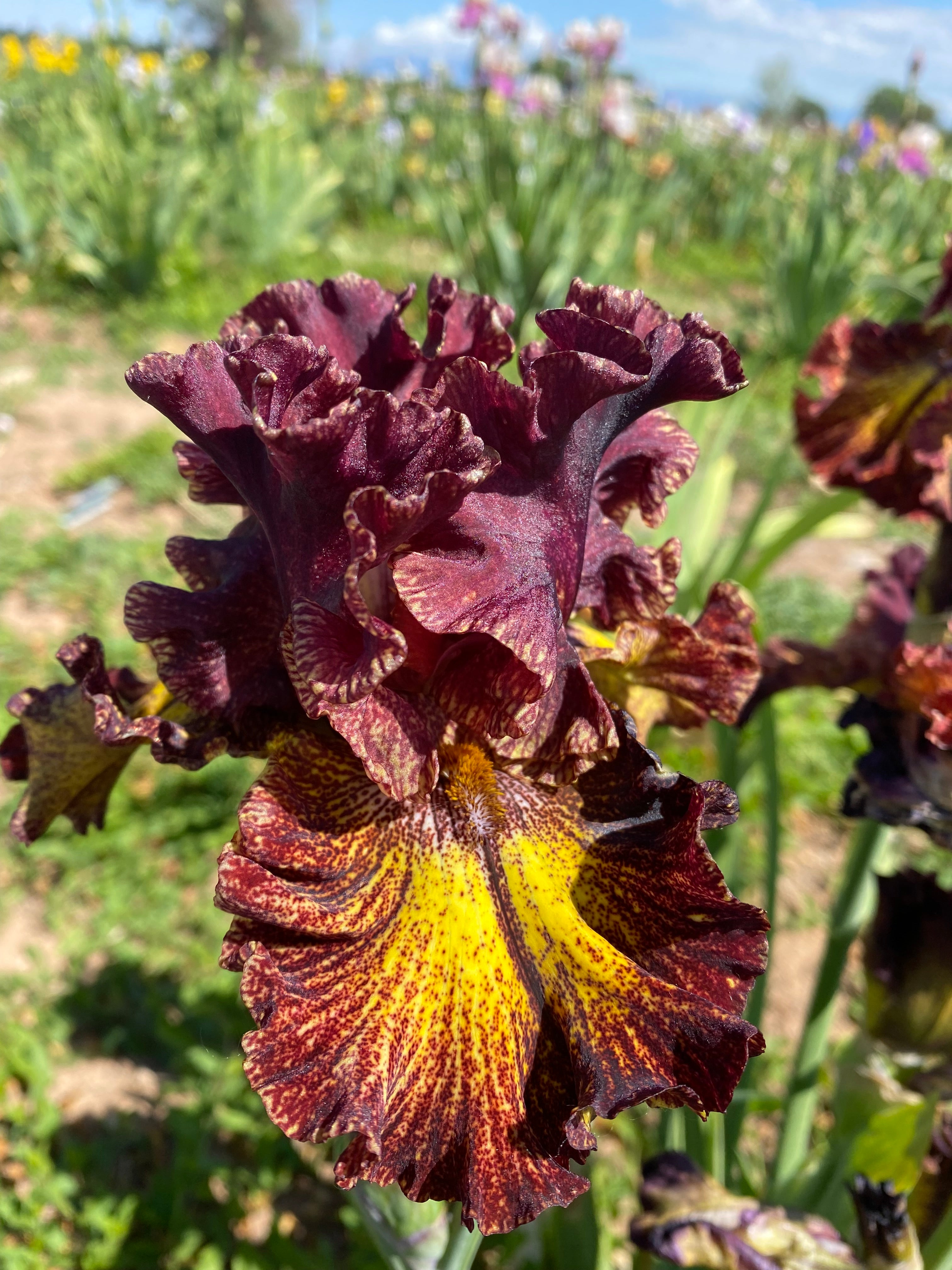 Fire Danger – Ripple Effect Iris Farm