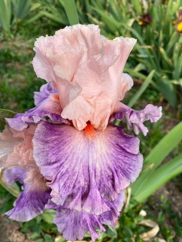 Fruited Plain – Ripple Effect Iris Farm