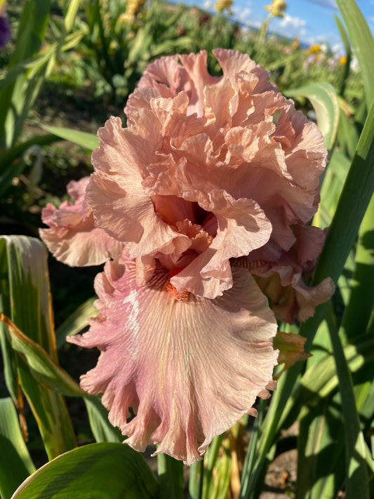 Good Morning Beautiful