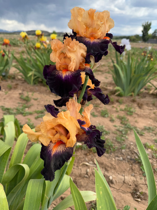 Greatest Show On Earth