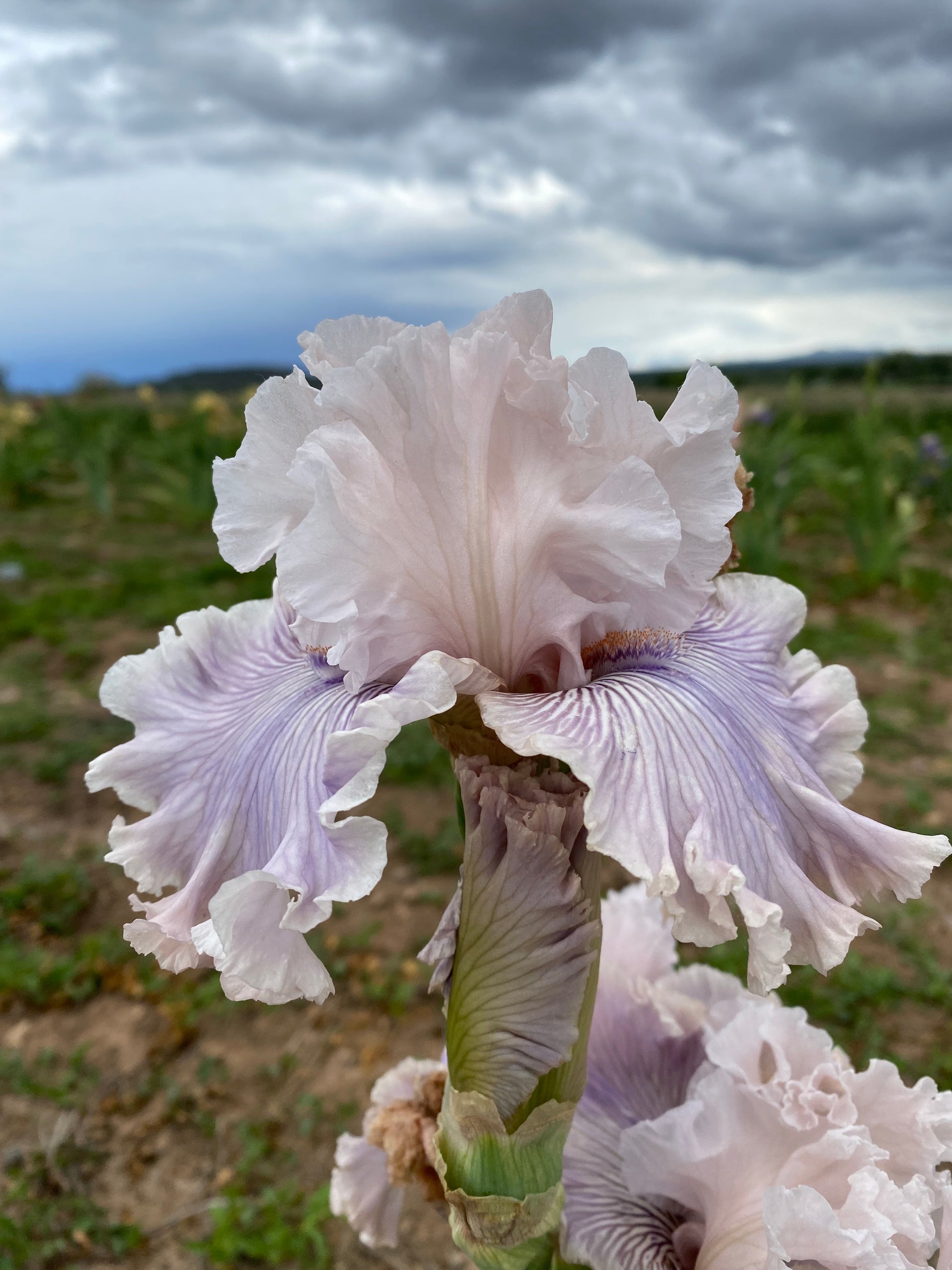 Haunted Heart – Ripple Effect Iris Farm
