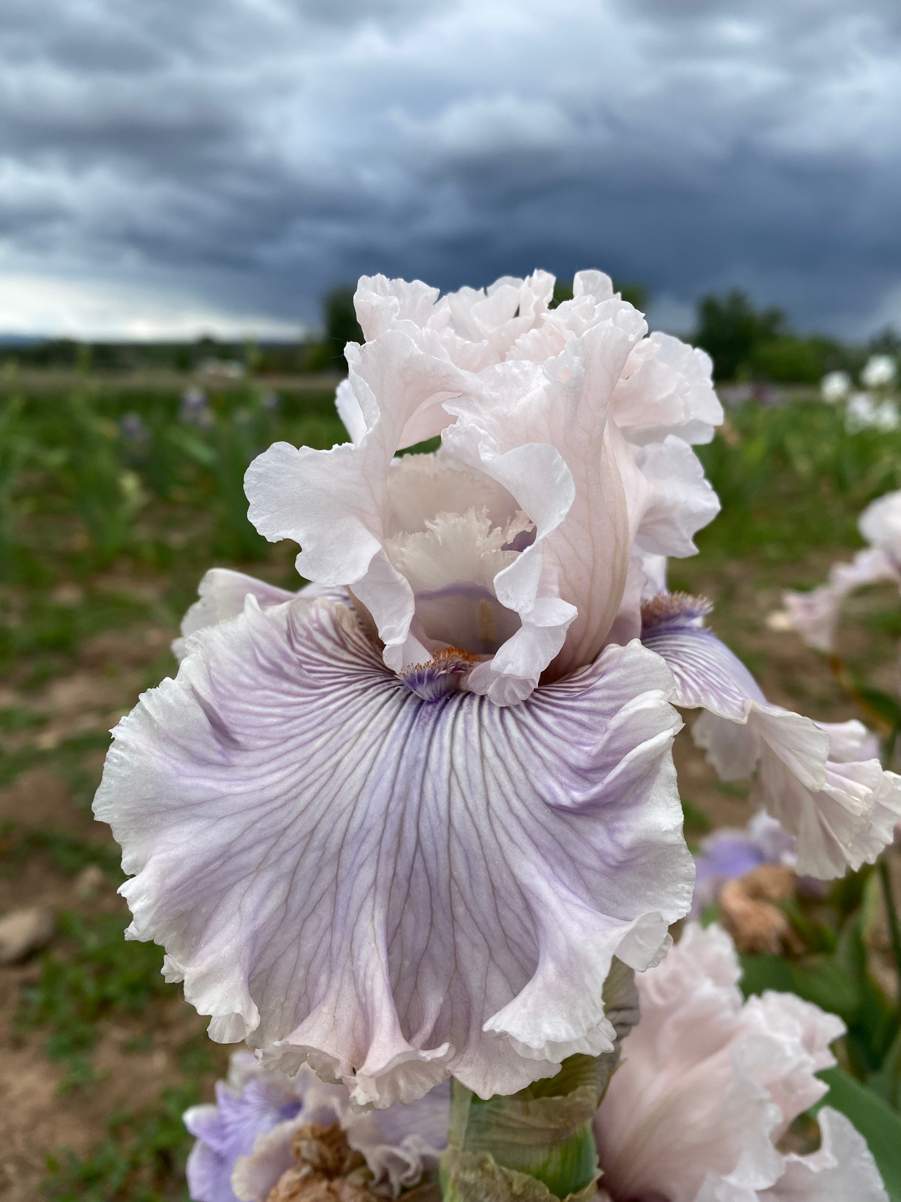 Haunted Heart – Ripple Effect Iris Farm