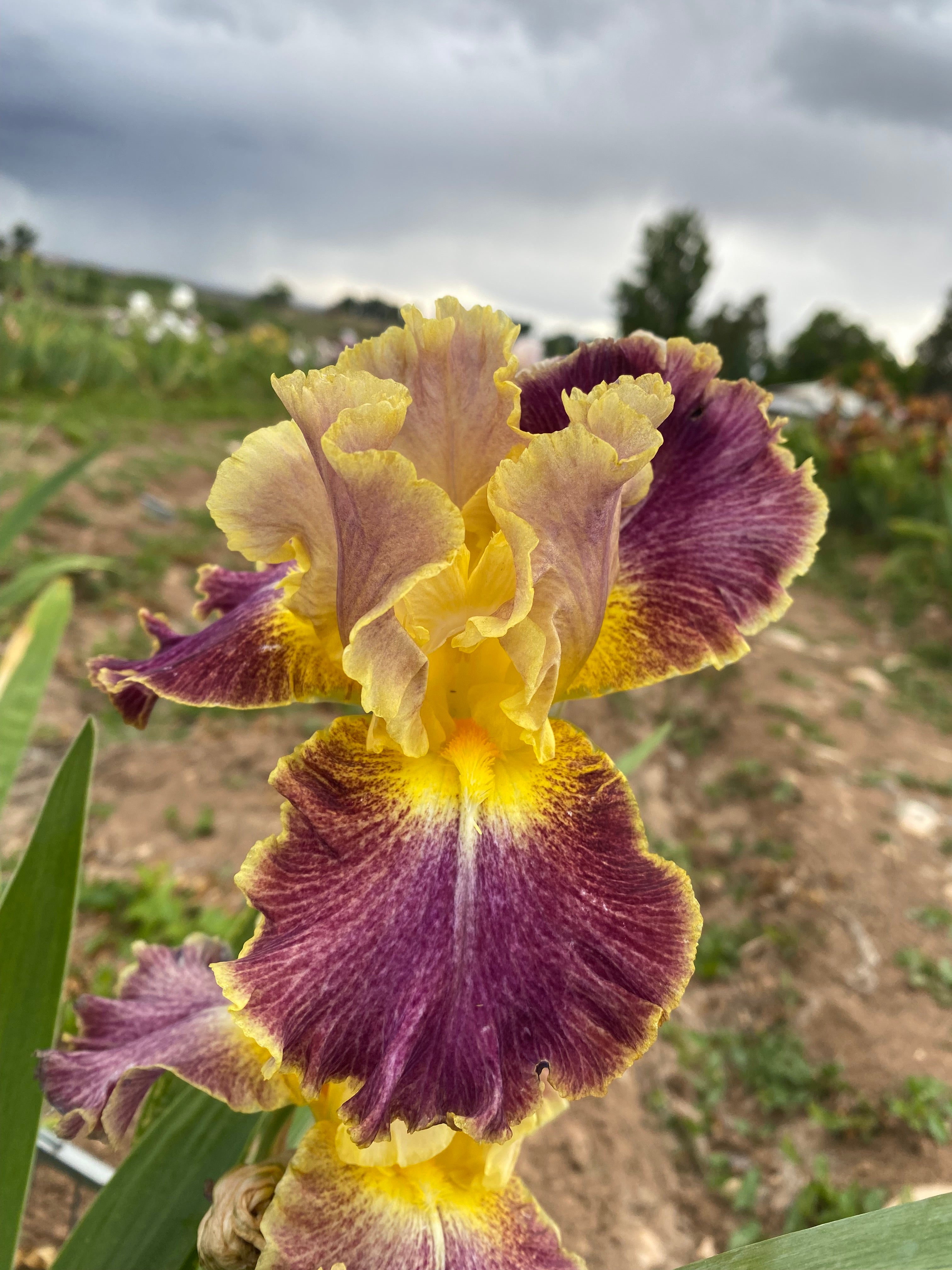 High Master – Ripple Effect Iris Farm