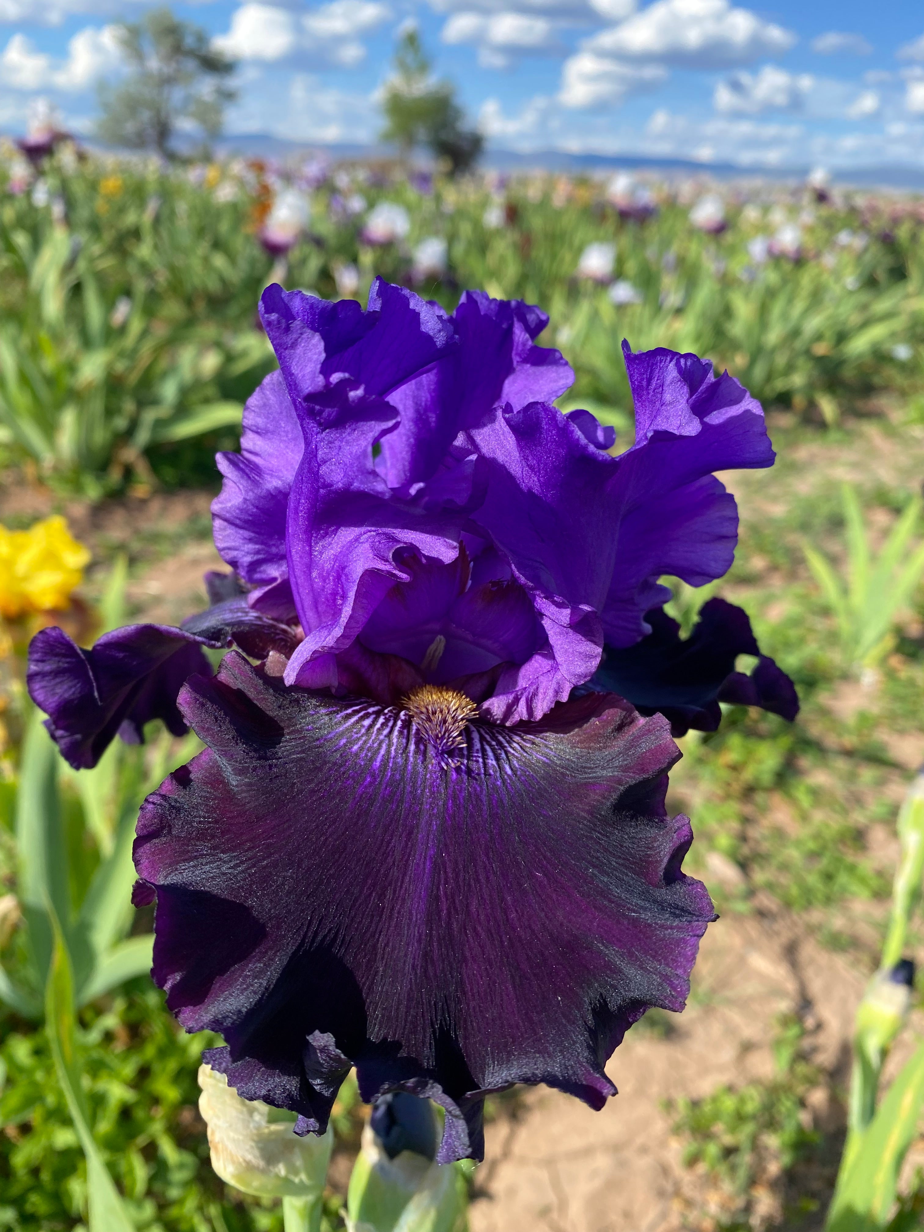 Hurricane Bay Ripple Effect Iris Farm hurricane-bay-ripple-effect-iris-farm