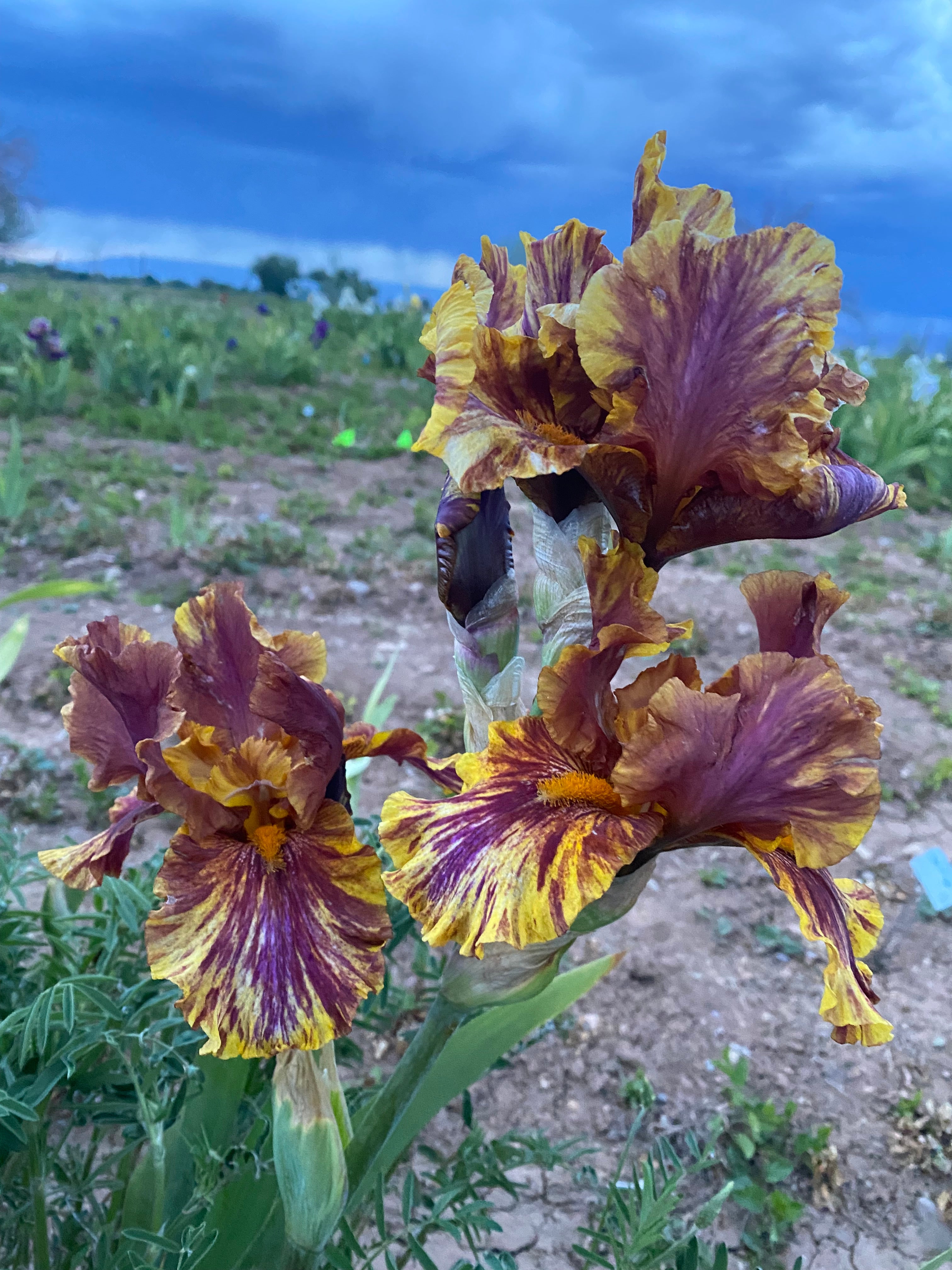 Infernal Fire – Ripple Effect Iris Farm