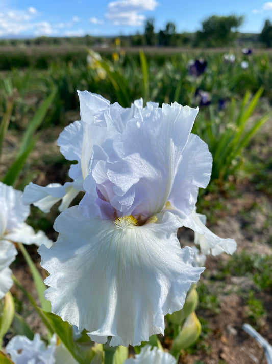 Misty Morning Melody