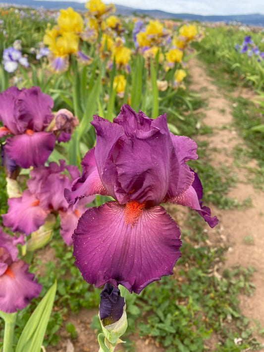 Noid 28.10 Dark Rose - Jazzy Razzy