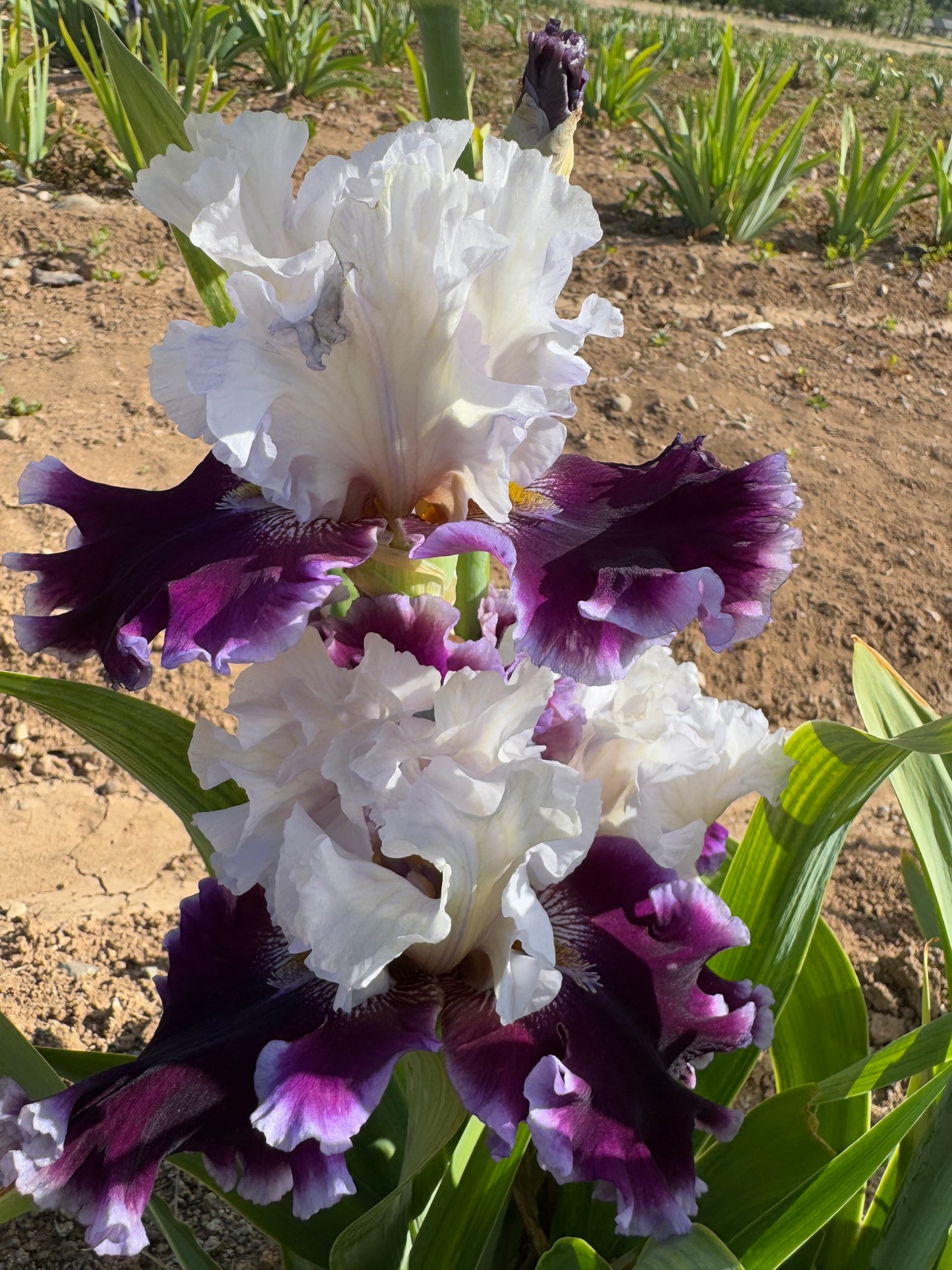 Noid 41.45 White and Purple Ruffled