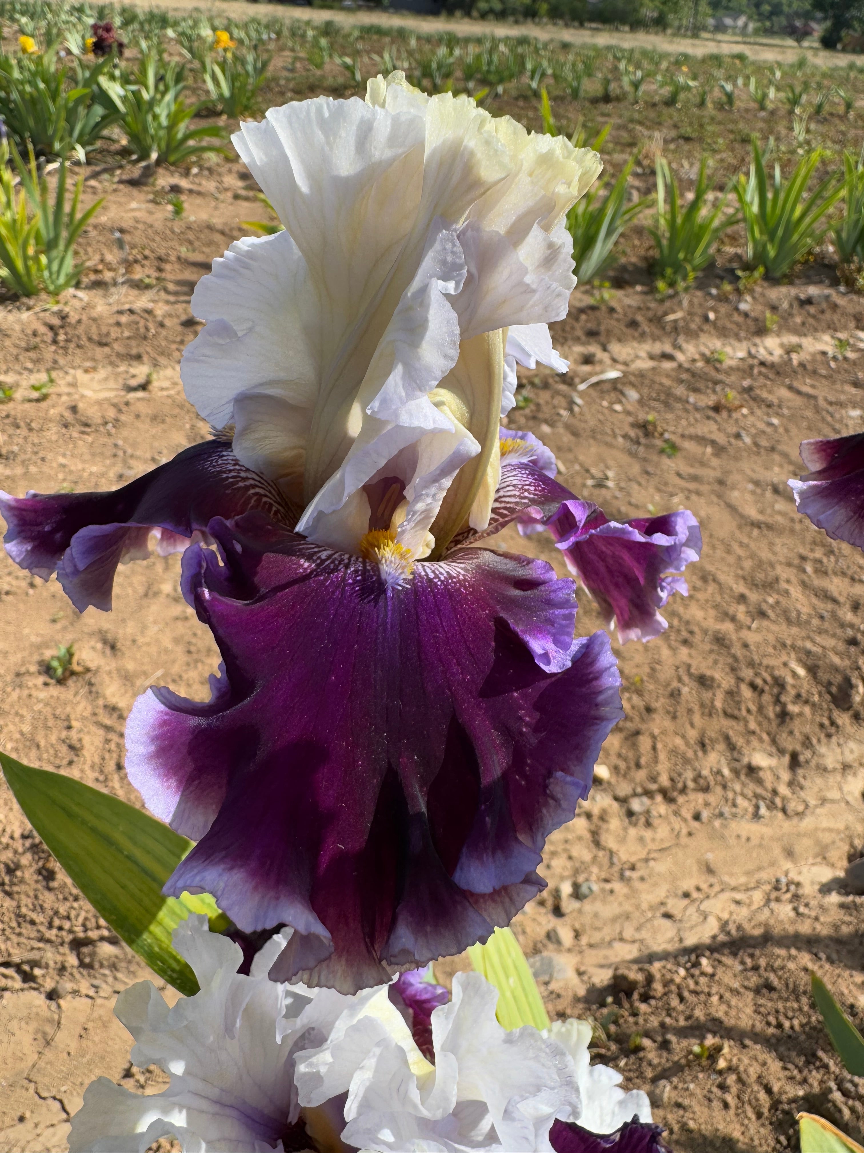 Noid 41.45 White and Purple Ruffled – Ripple Effect Iris Farm
