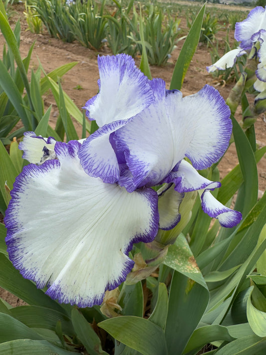 Noid 40.34 white and purple plicata