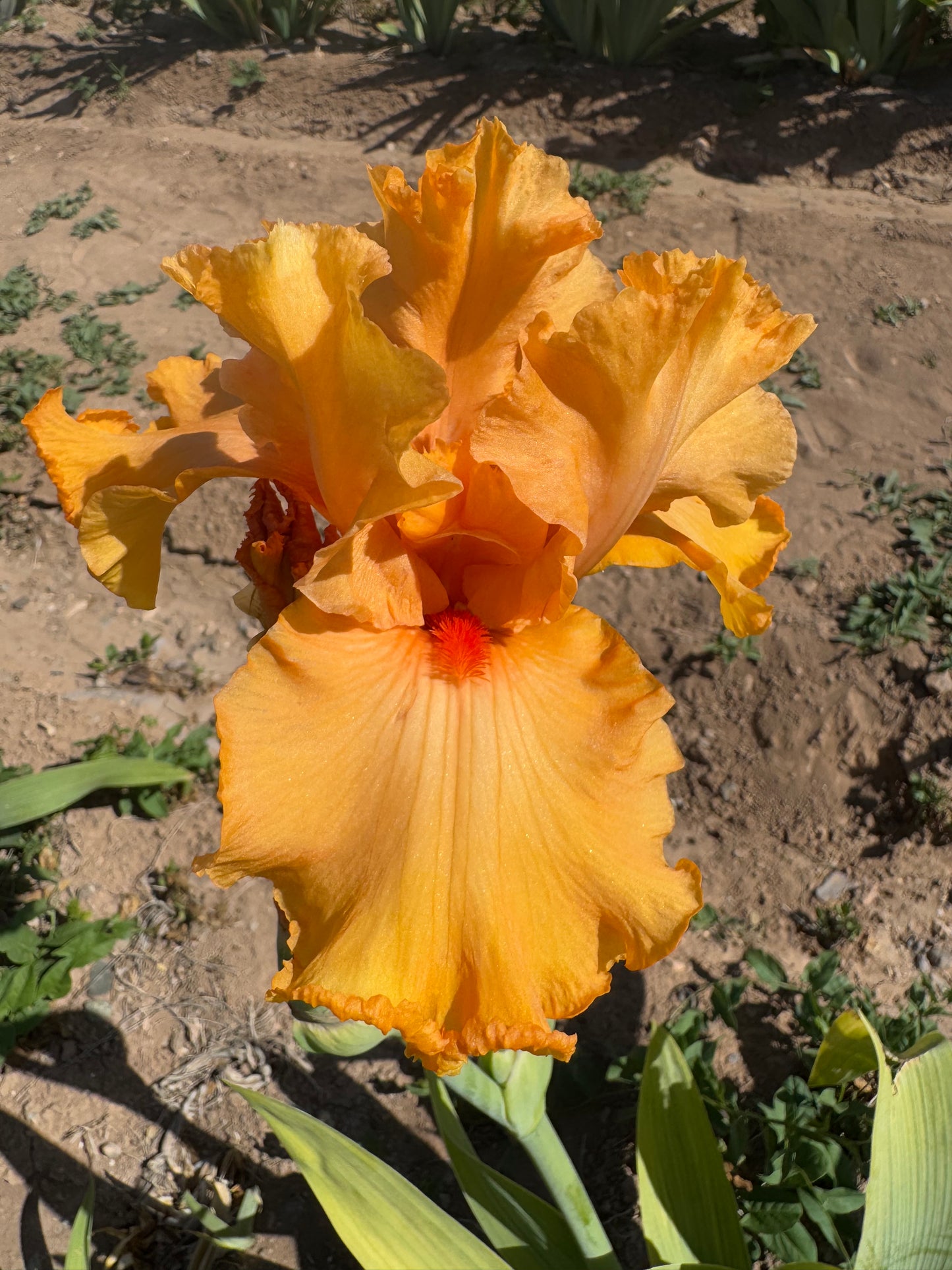 Orange King
