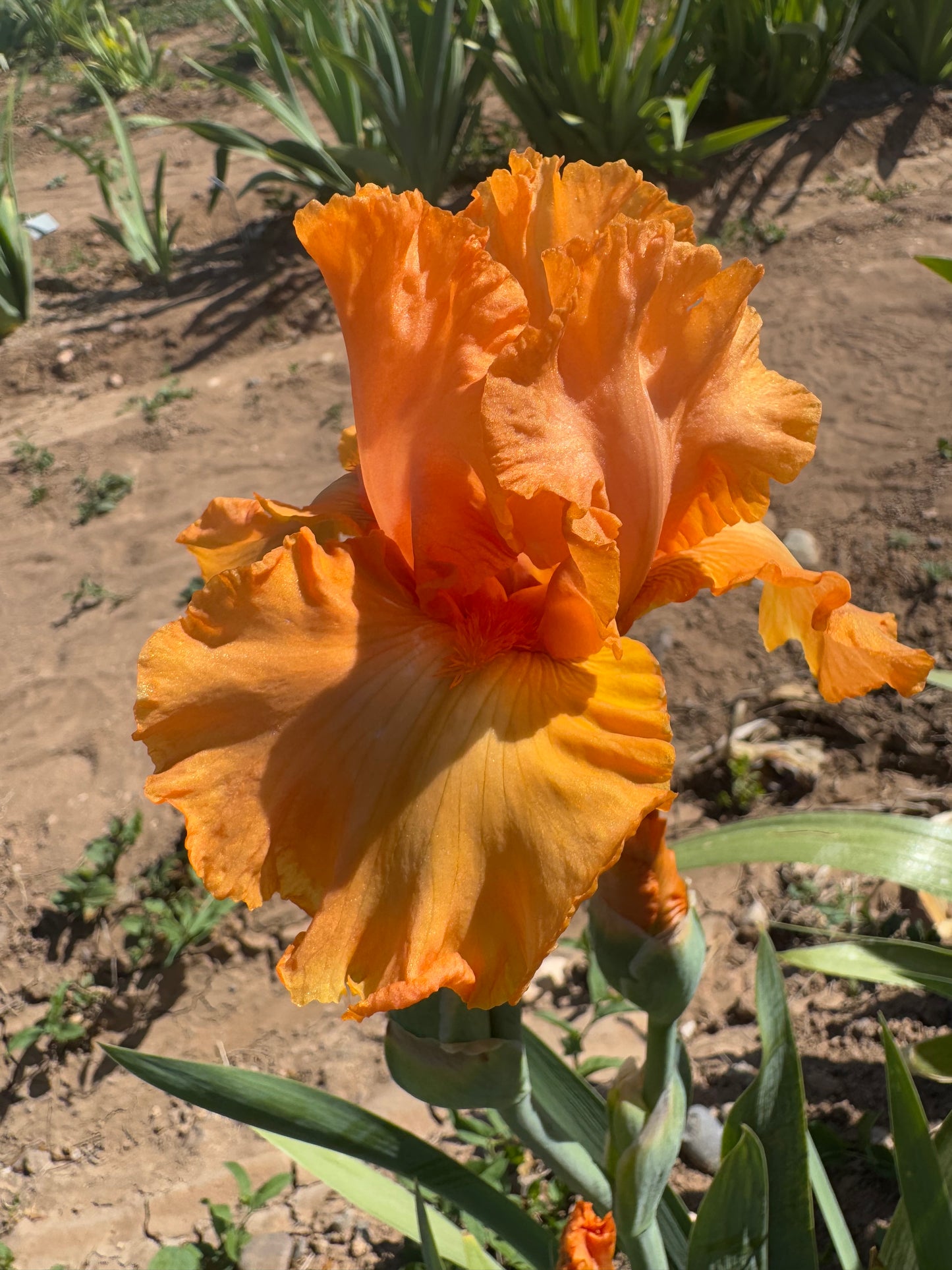Orange Pop