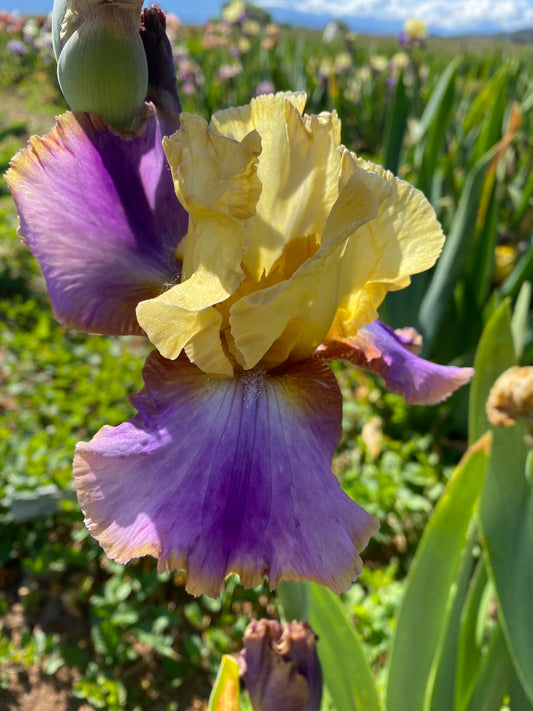 Peaceful Easy Feeling