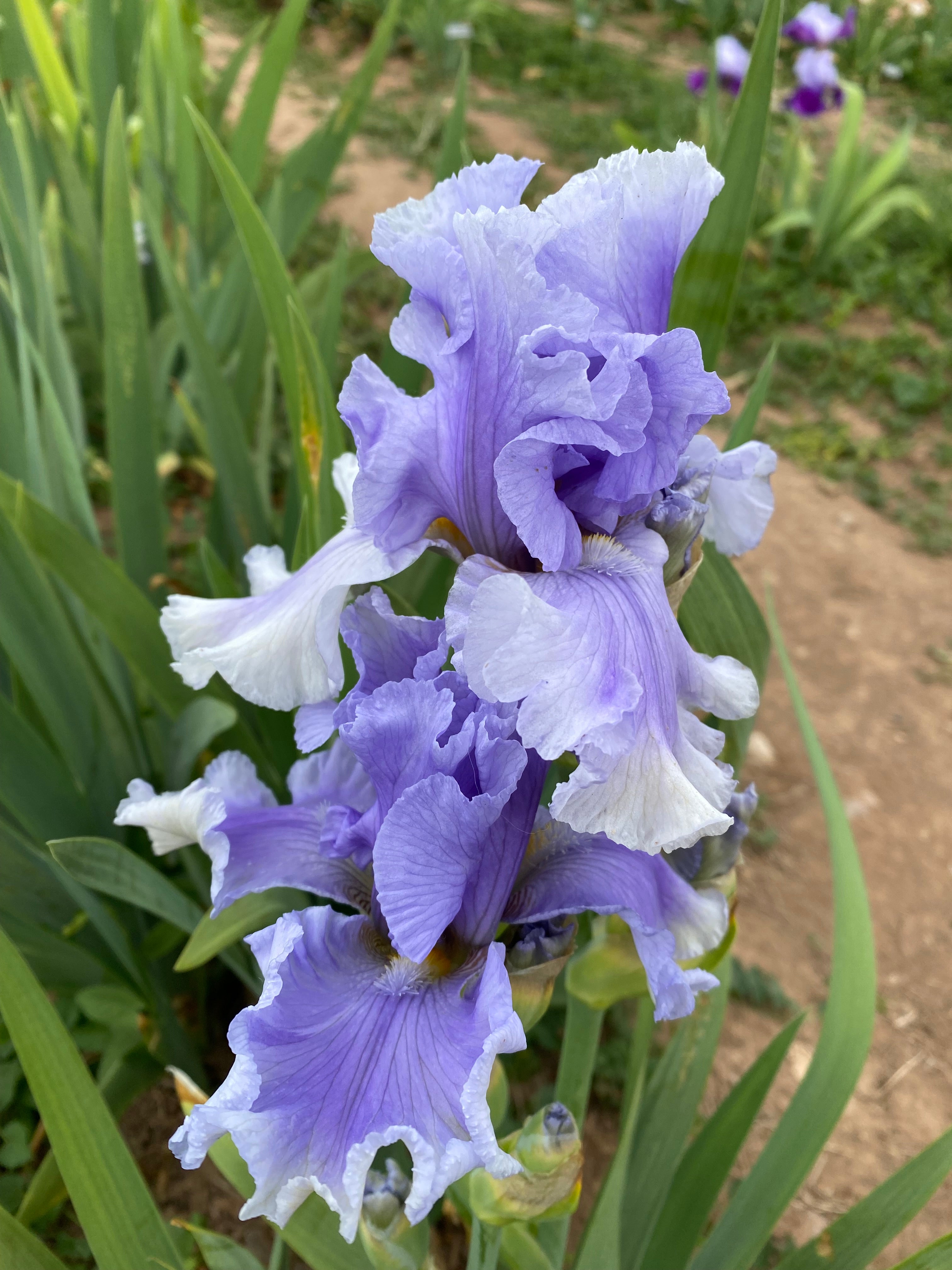 Pond Ripples – Ripple Effect Iris Farm