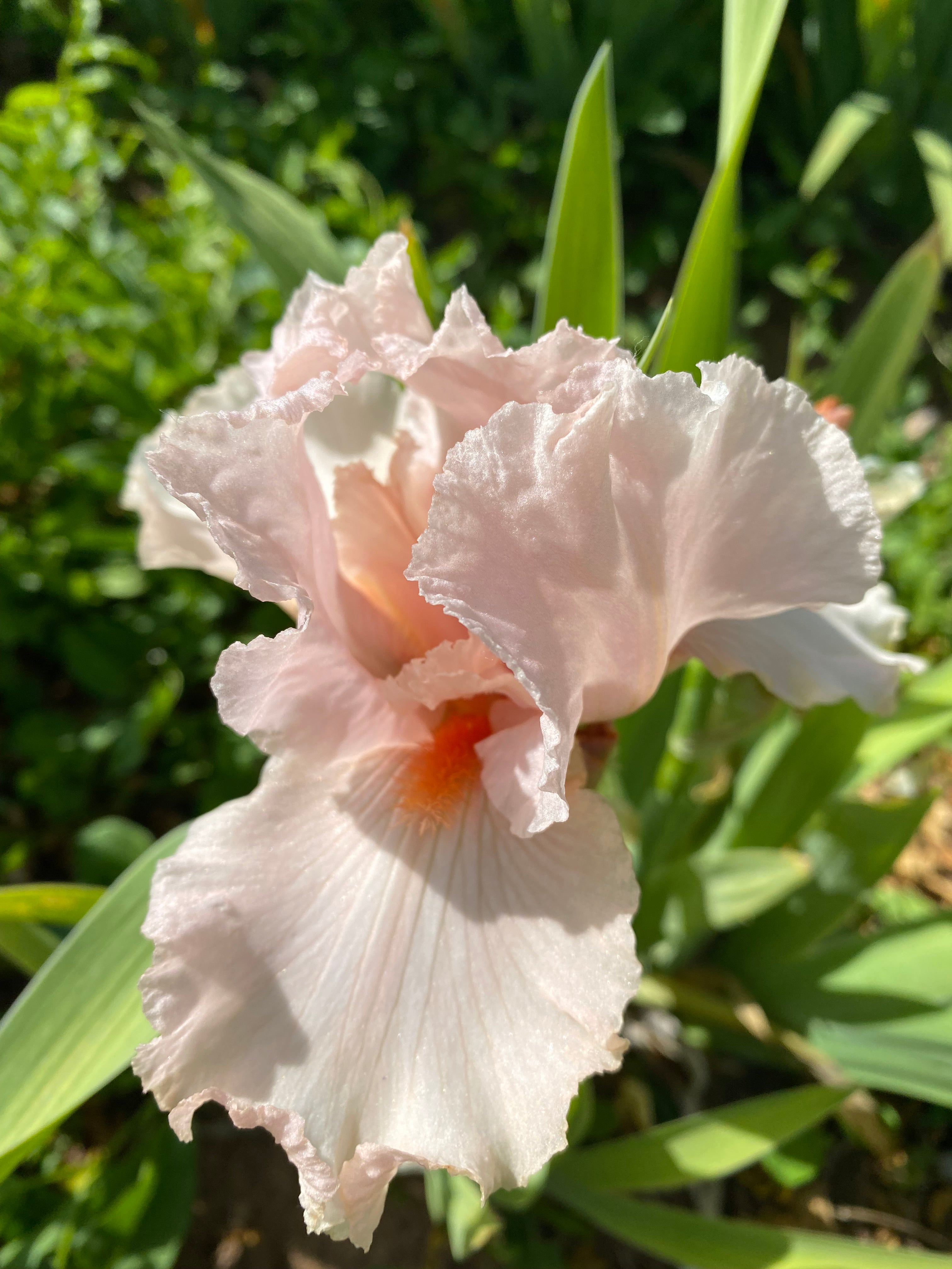 Noid 23.8 Pink – Ripple Effect Iris Farm