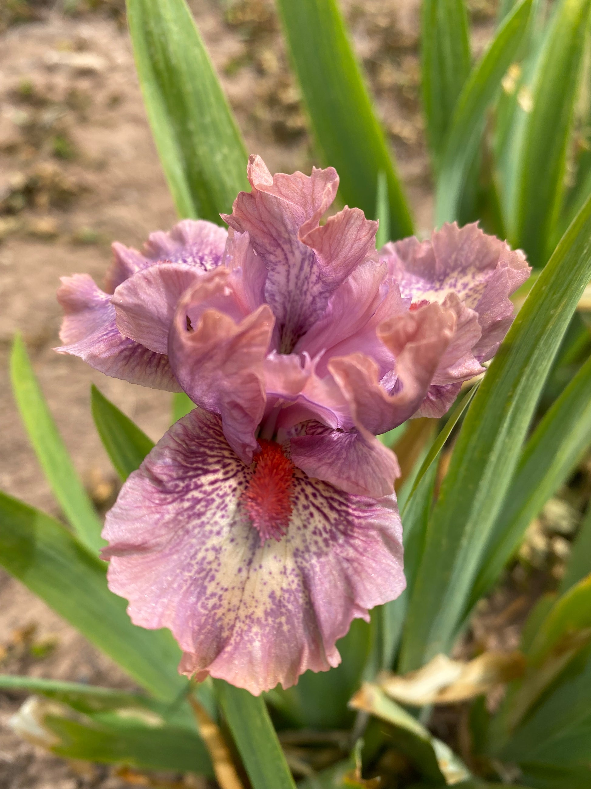 Raspberry Ice – Ripple Effect Iris Farm