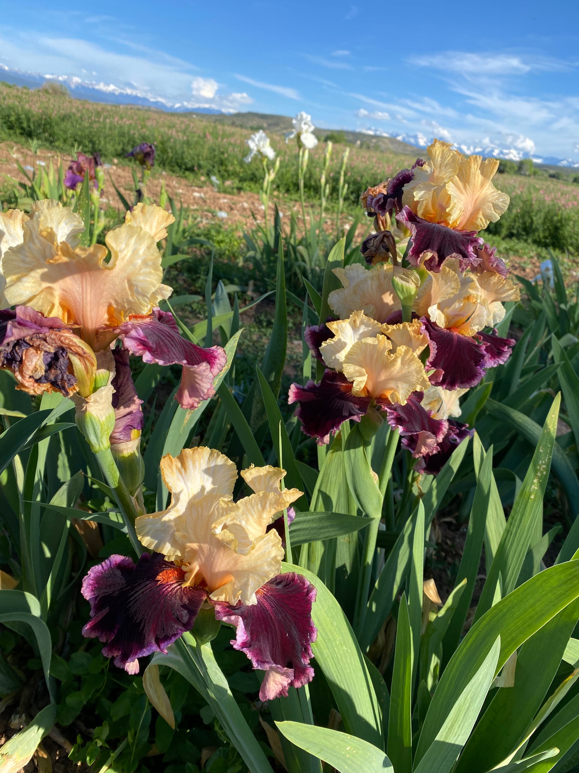 Raspberry Swirl – Ripple Effect Iris Farm