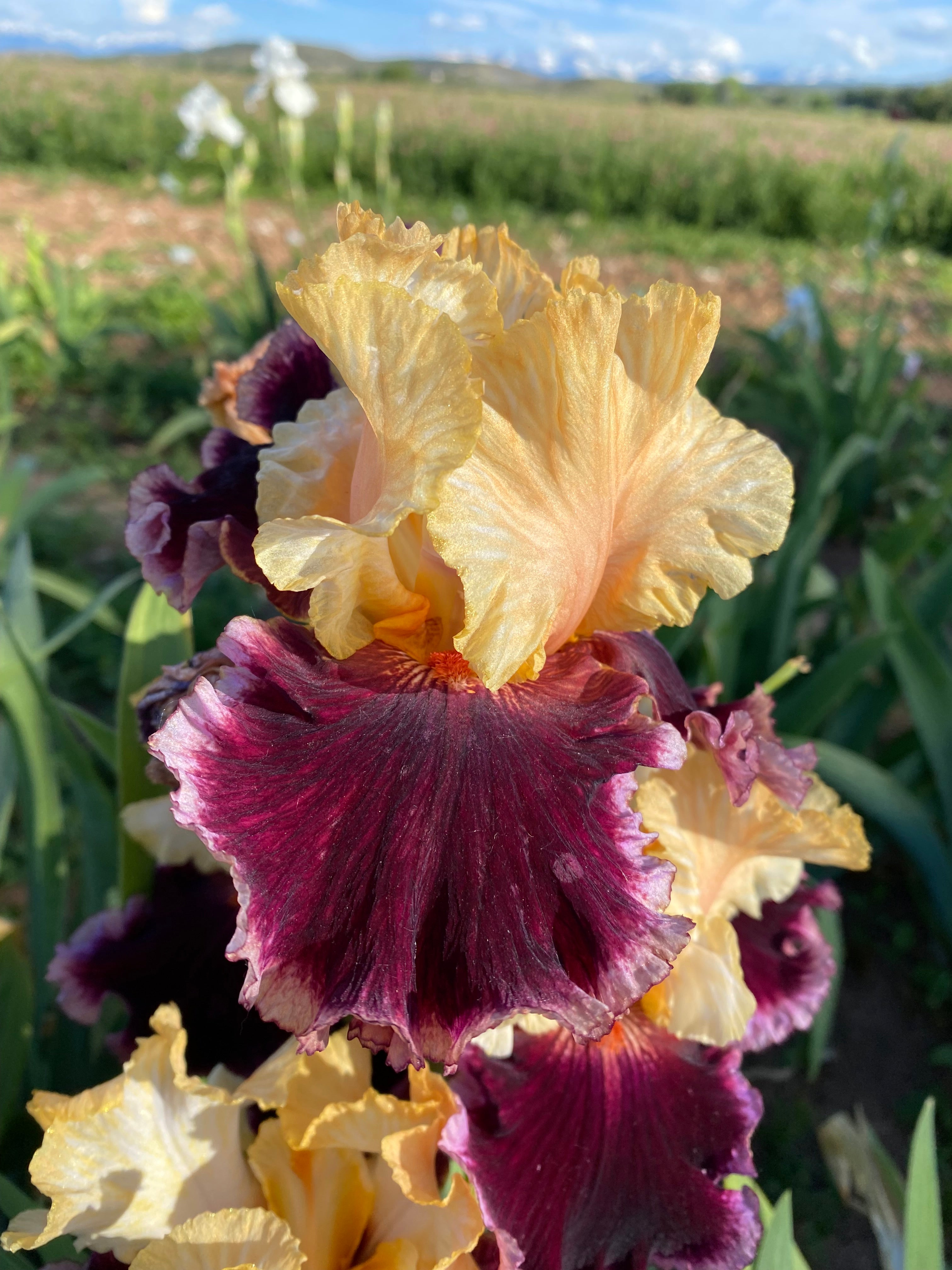 Raspberry Swirl – Ripple Effect Iris Farm