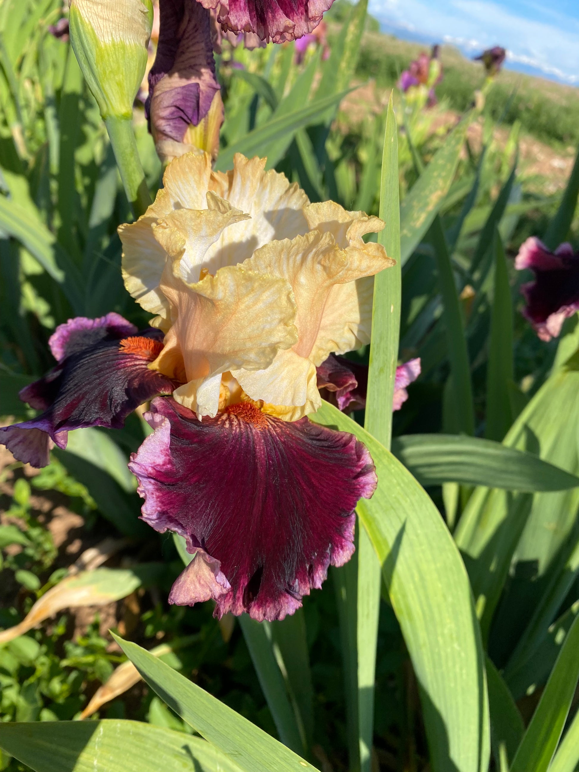 Raspberry Swirl – Ripple Effect Iris Farm